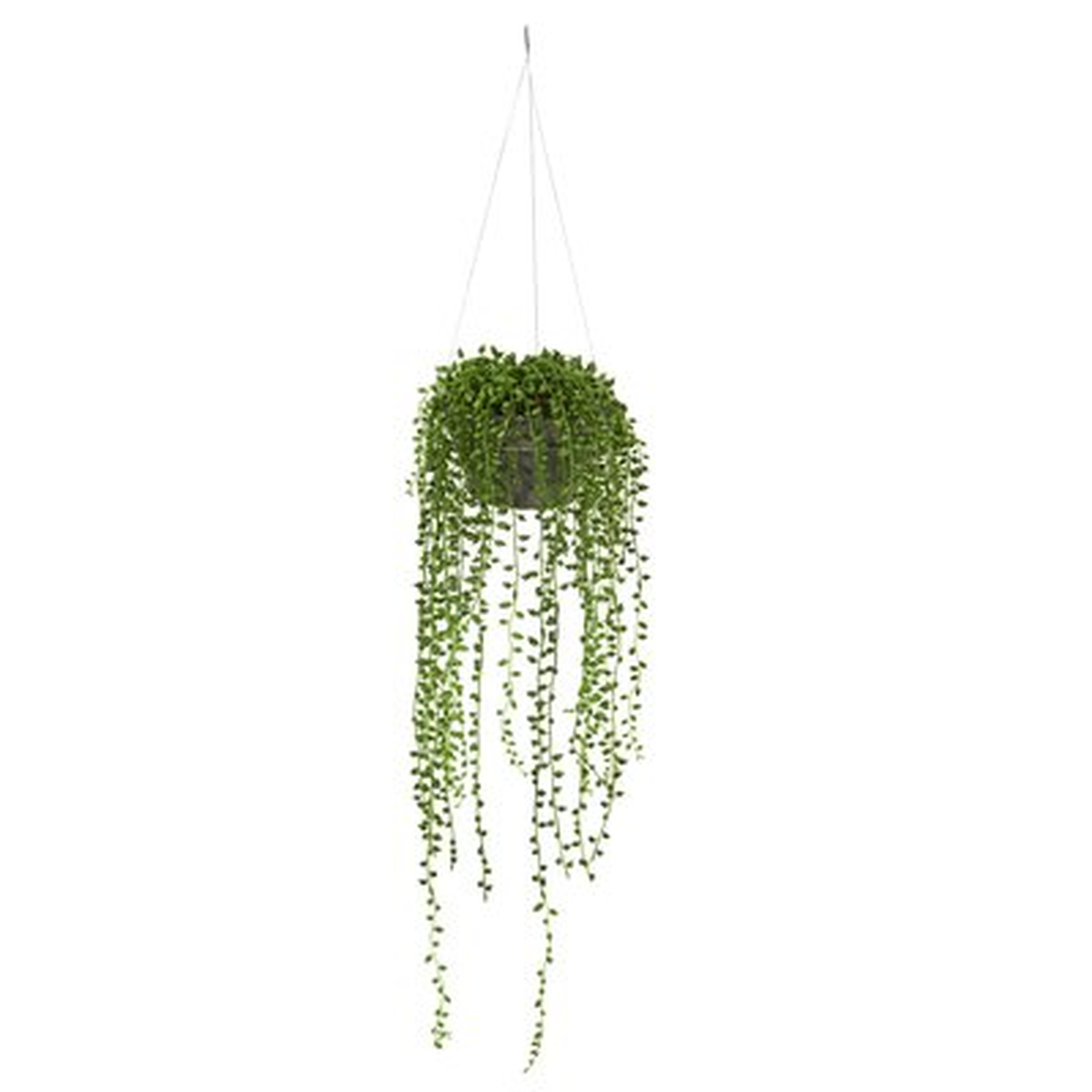 String of Pearl Hanging Foliage Plant in Basket - Wayfair