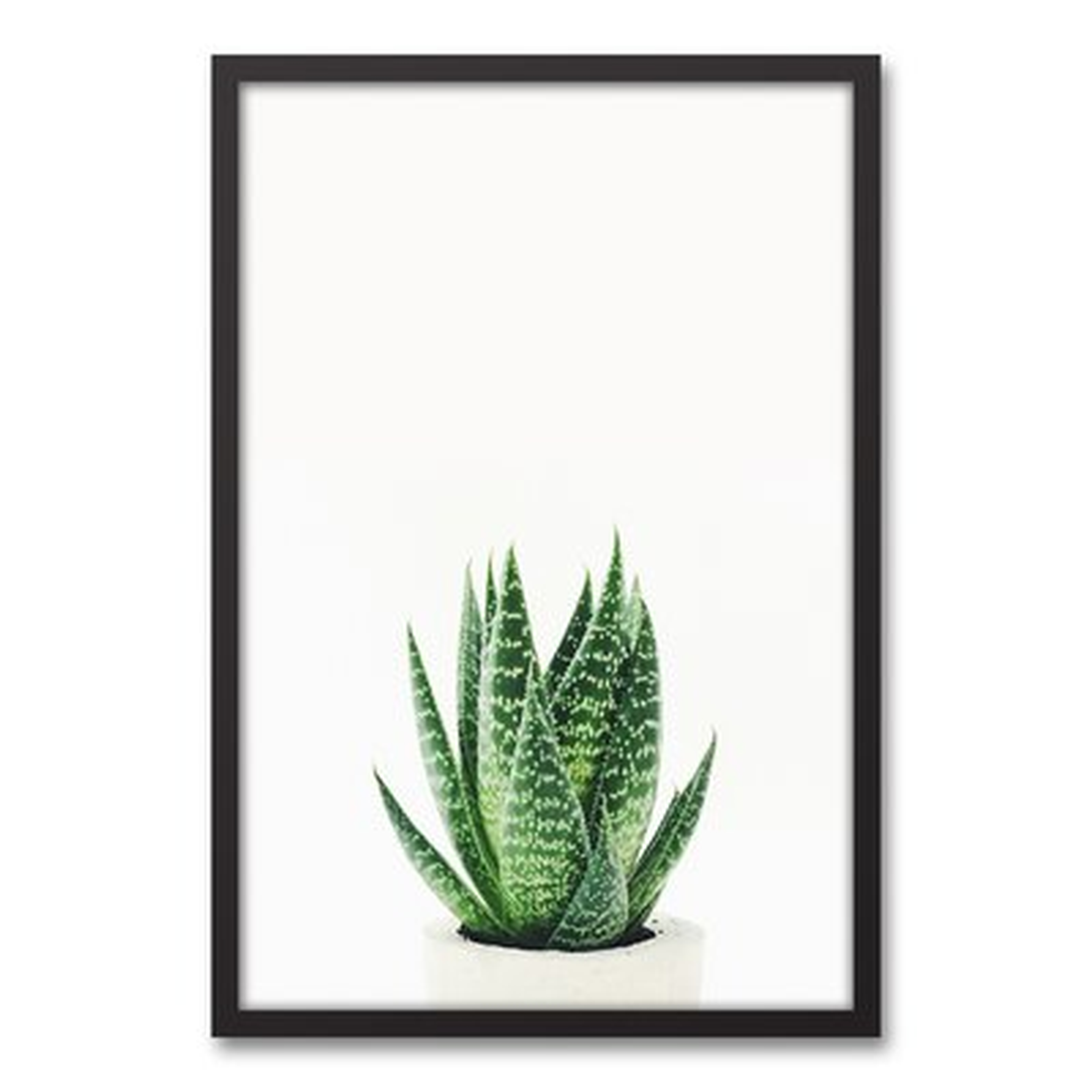 'Snake Plant' Framed Photograph On Canvas - Wayfair