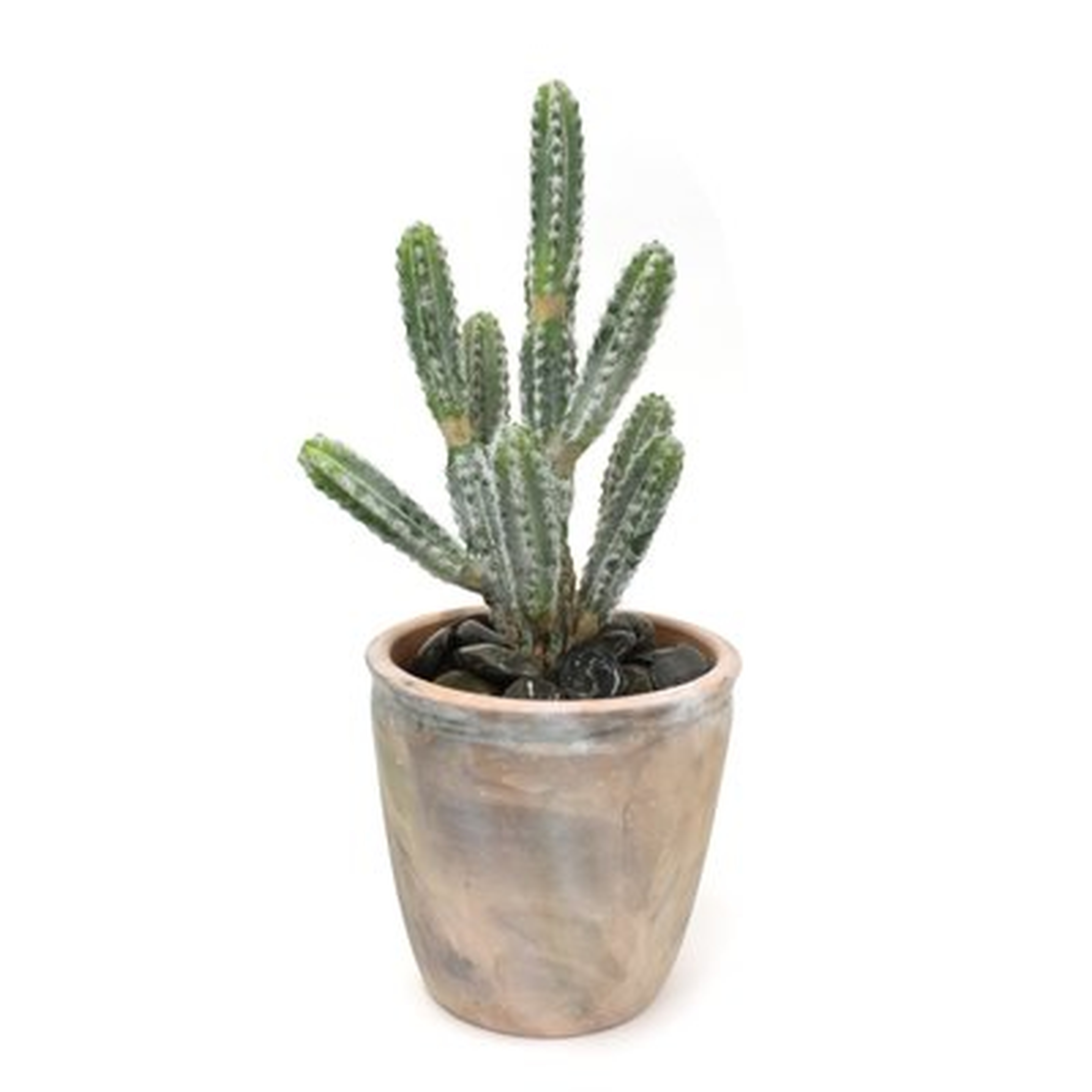 Cactus Plant in Planter - Wayfair