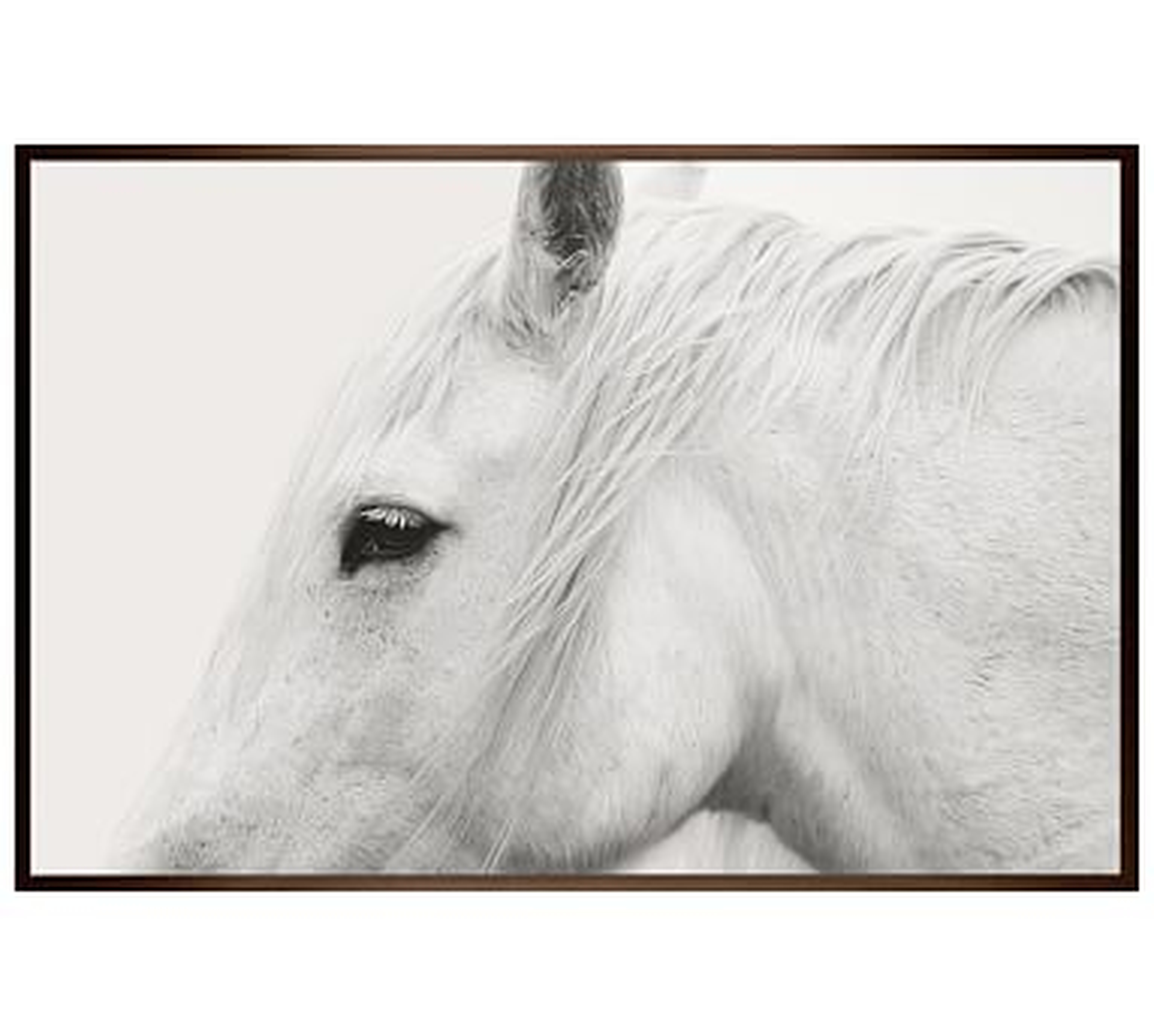 White Horse by Jennifer Meyers, 42 x 28", Wood Gallery, Espresso, No Mat - Pottery Barn