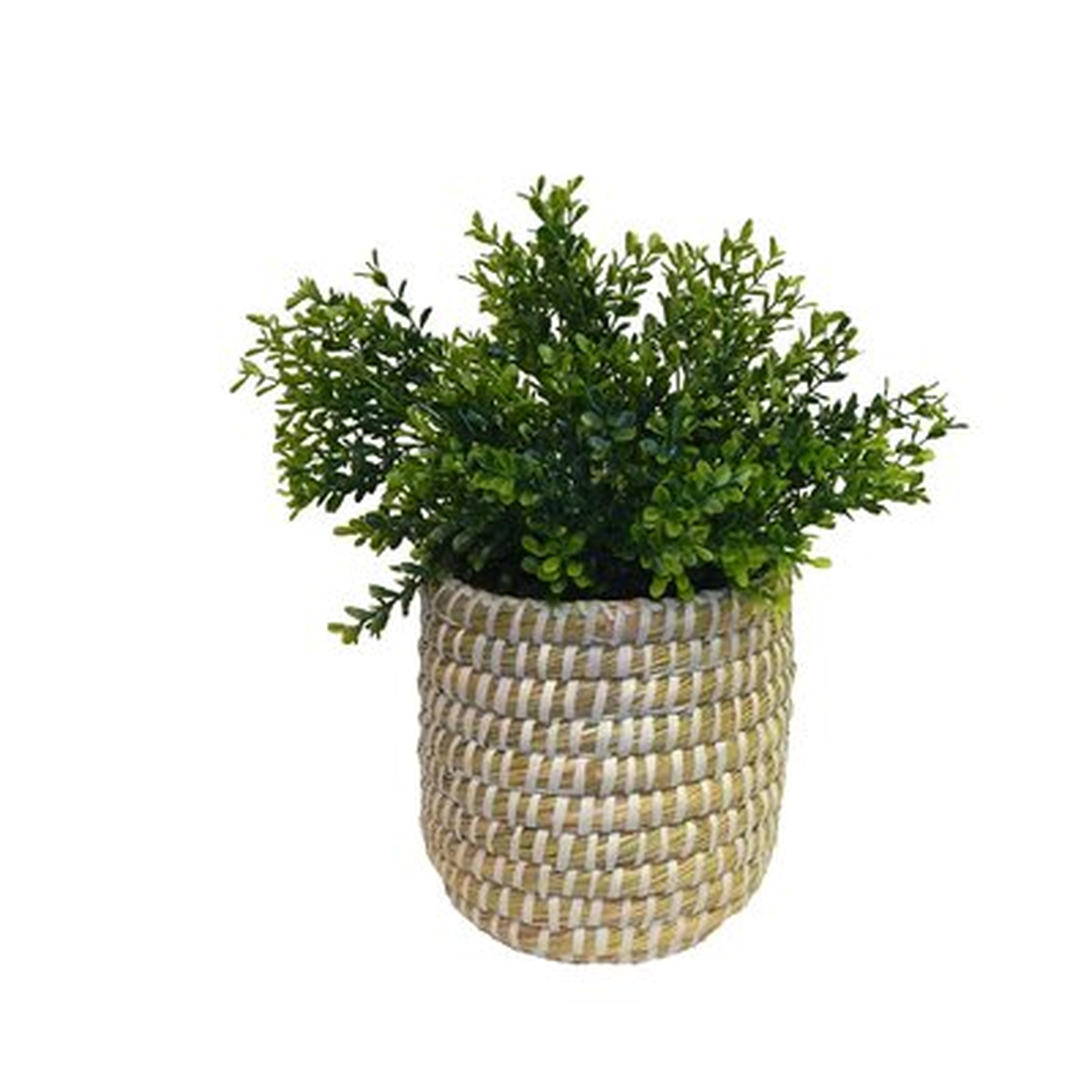 Faux Desktop Boxwood Plant in Modern Sea Grass Basket - Wayfair