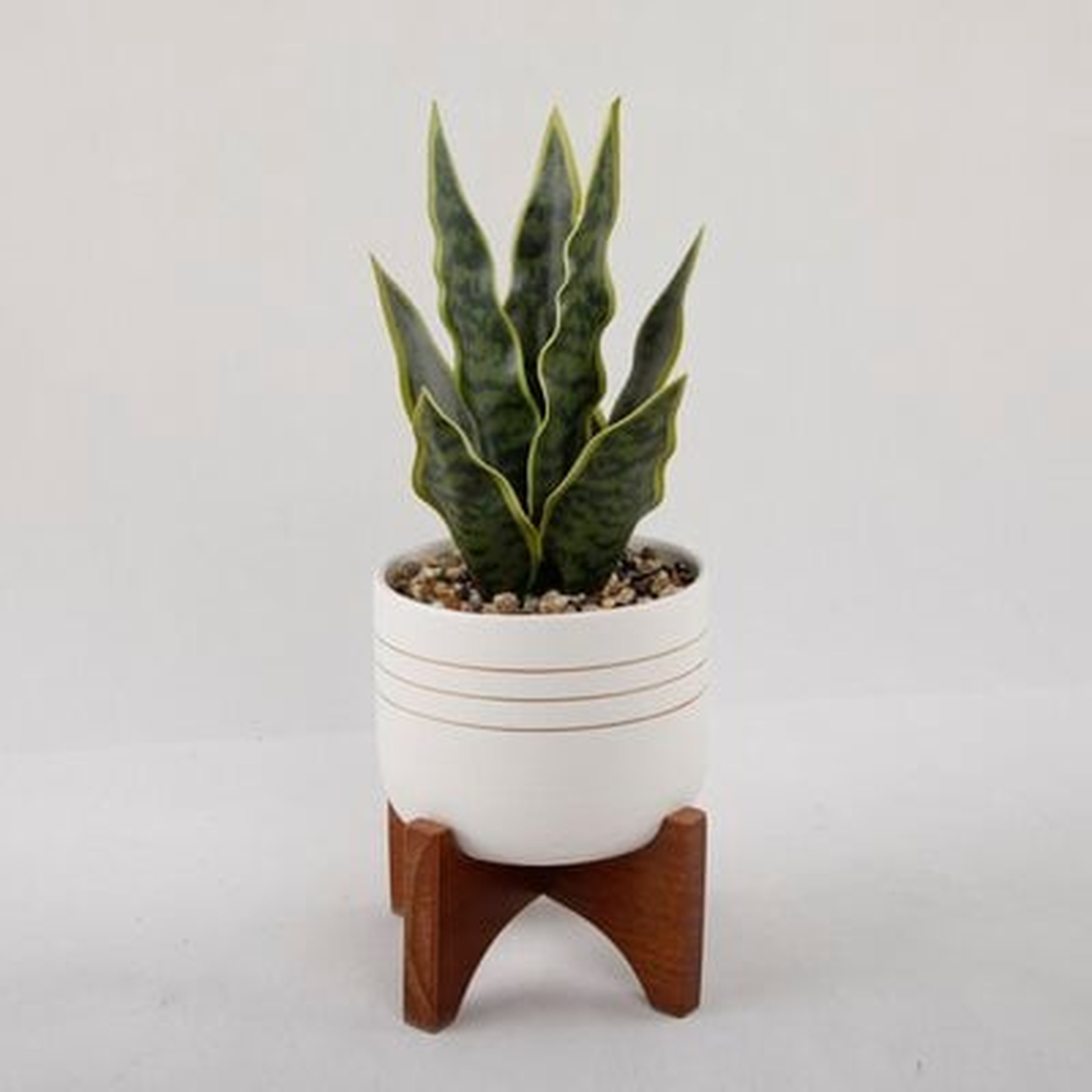 Snake Plant in Pot with Wooden Stand - Wayfair