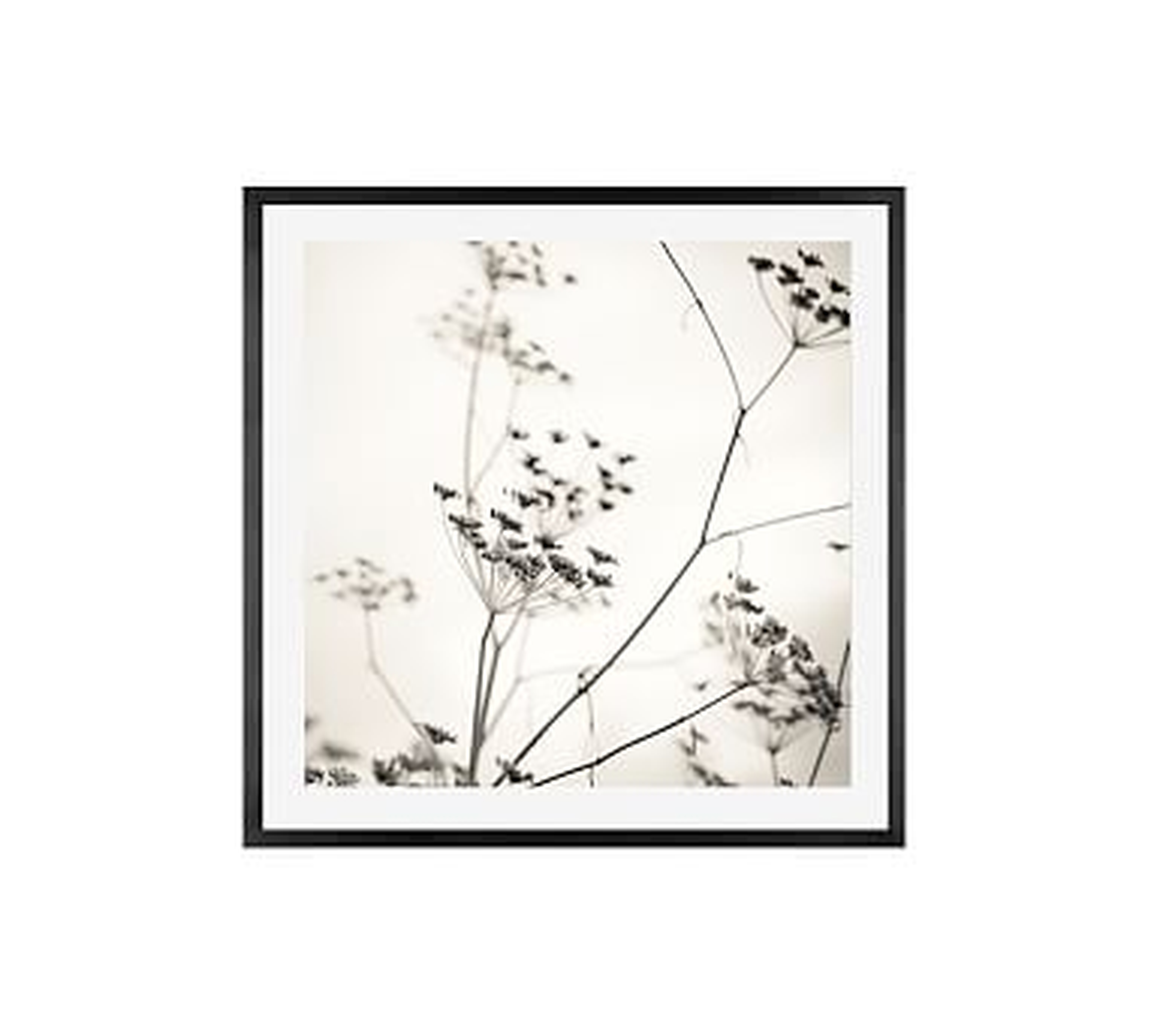 Natures Drawing by Lupen Grainne, 25 x 25", Wood Gallery, Black, Mat - Pottery Barn