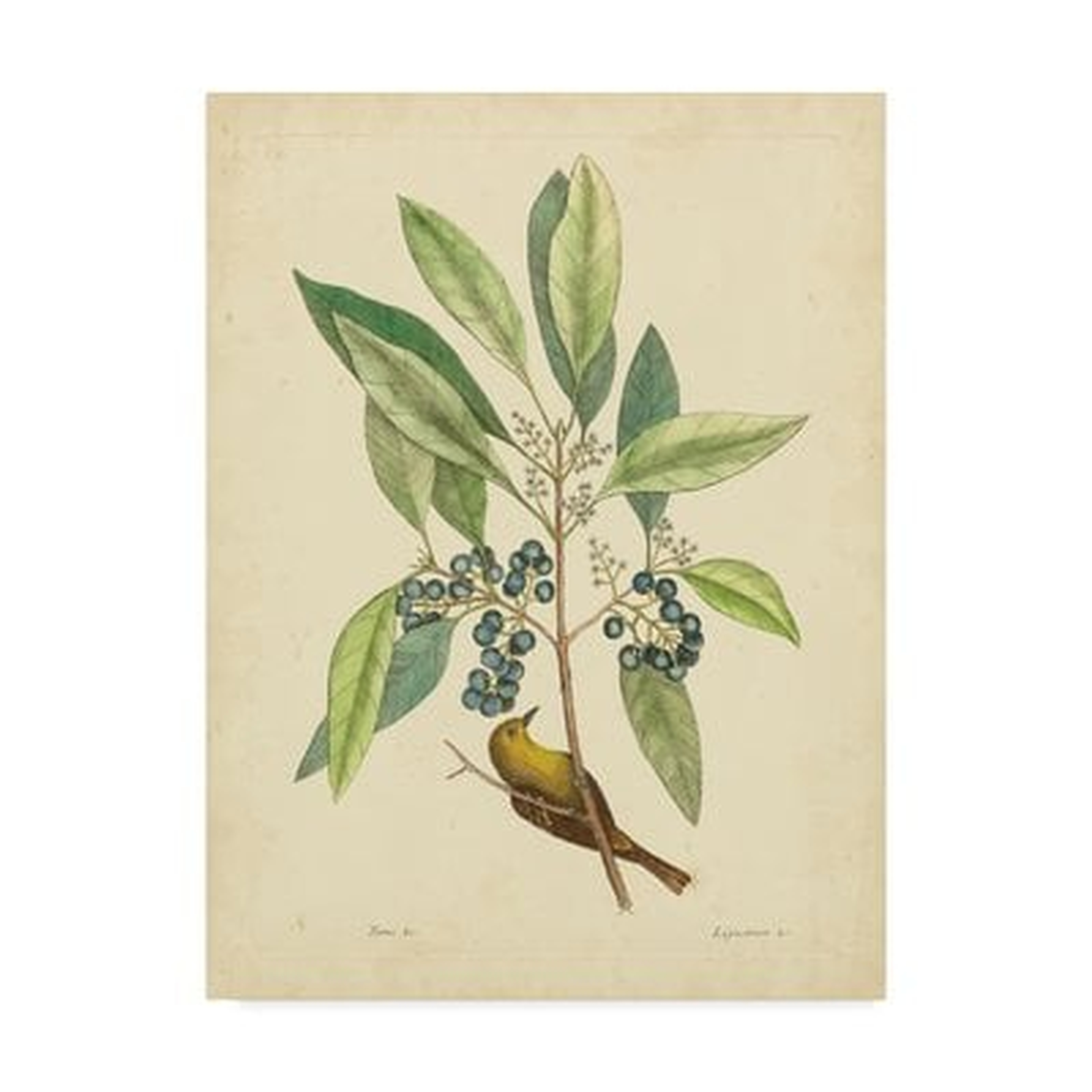 'Bird and Botanical V' Print on Wrapped Canvas - Wayfair