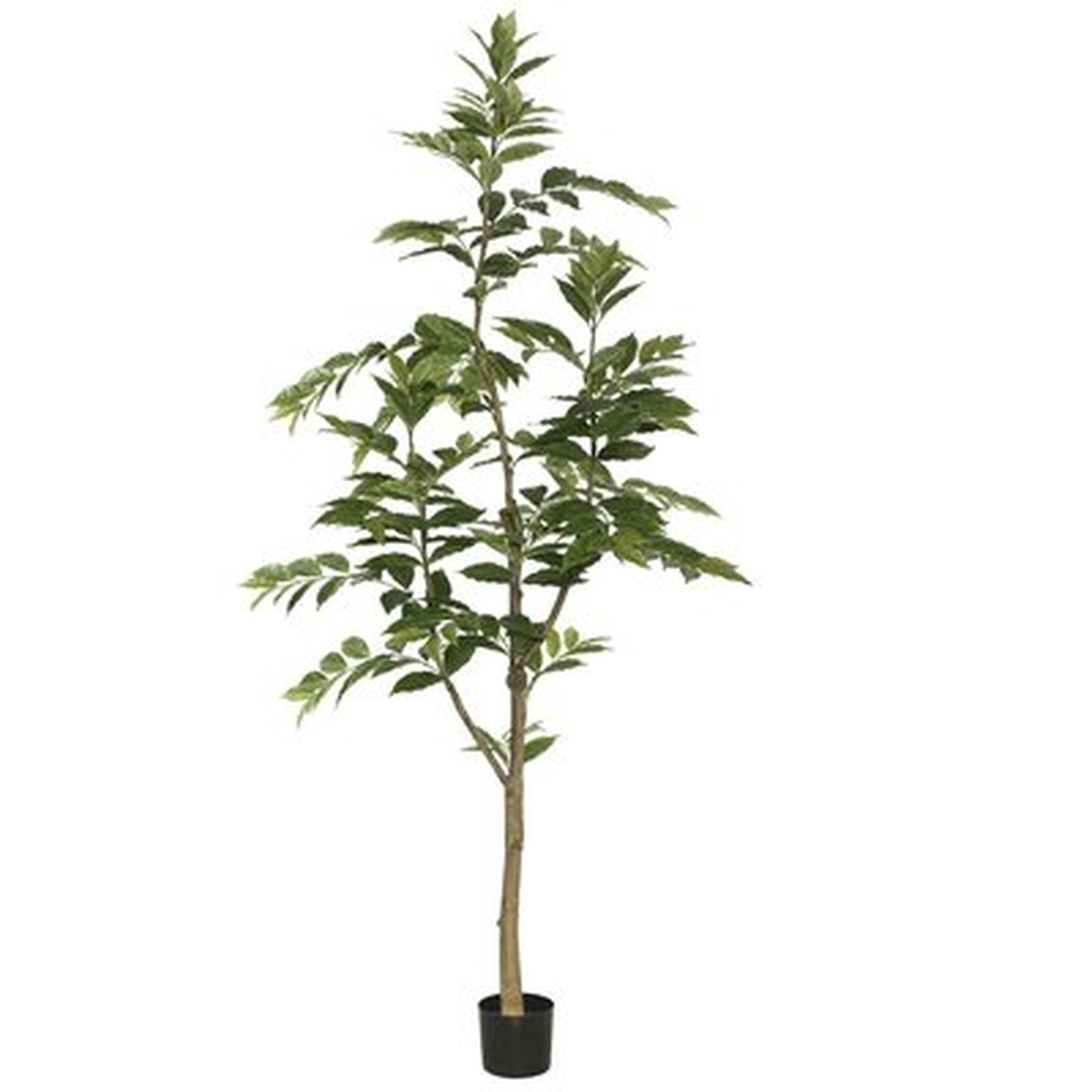 Nandina Foliage Tree in Pot - Wayfair
