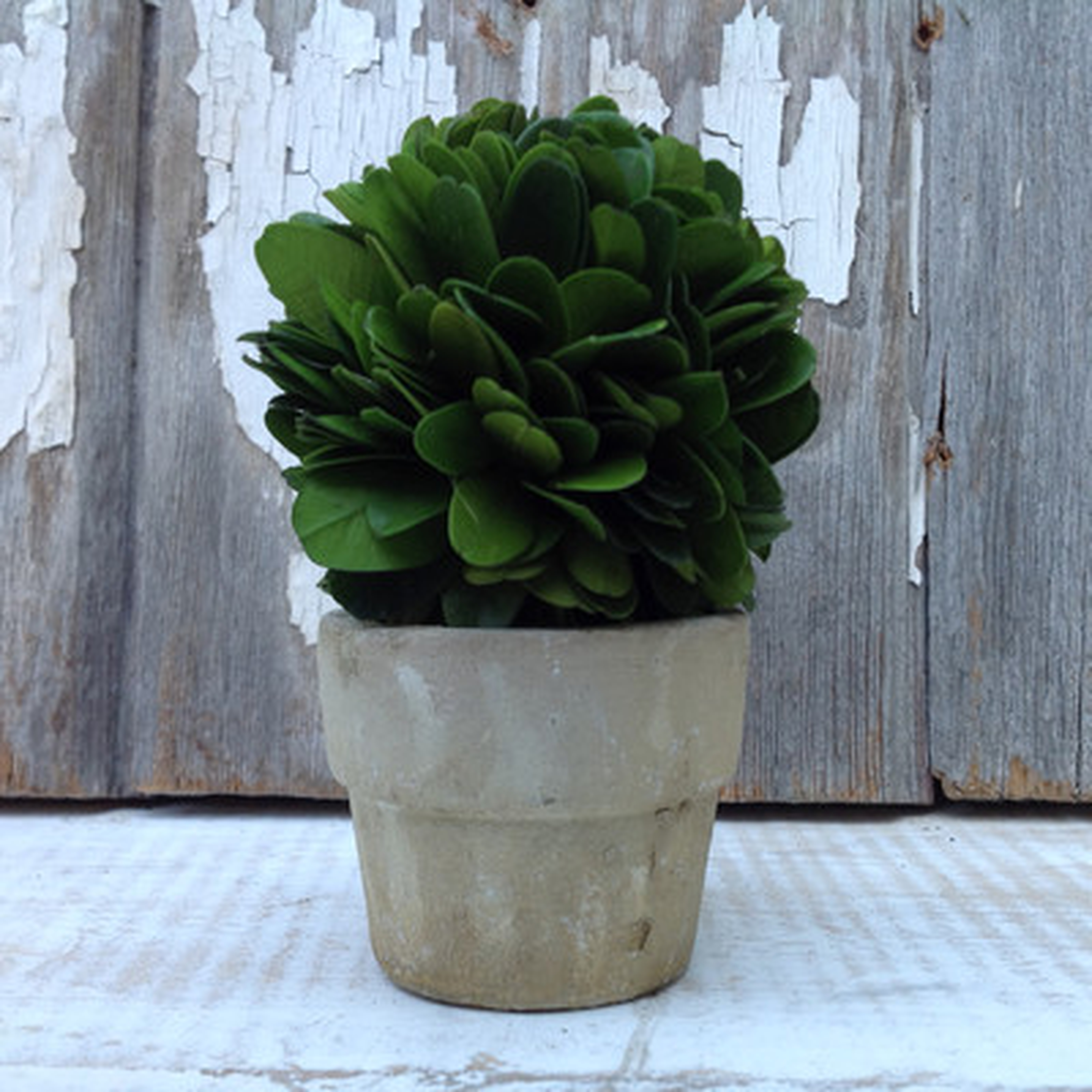 Boxwood Mini Topiary in Pot (Set of 4) - Wayfair
