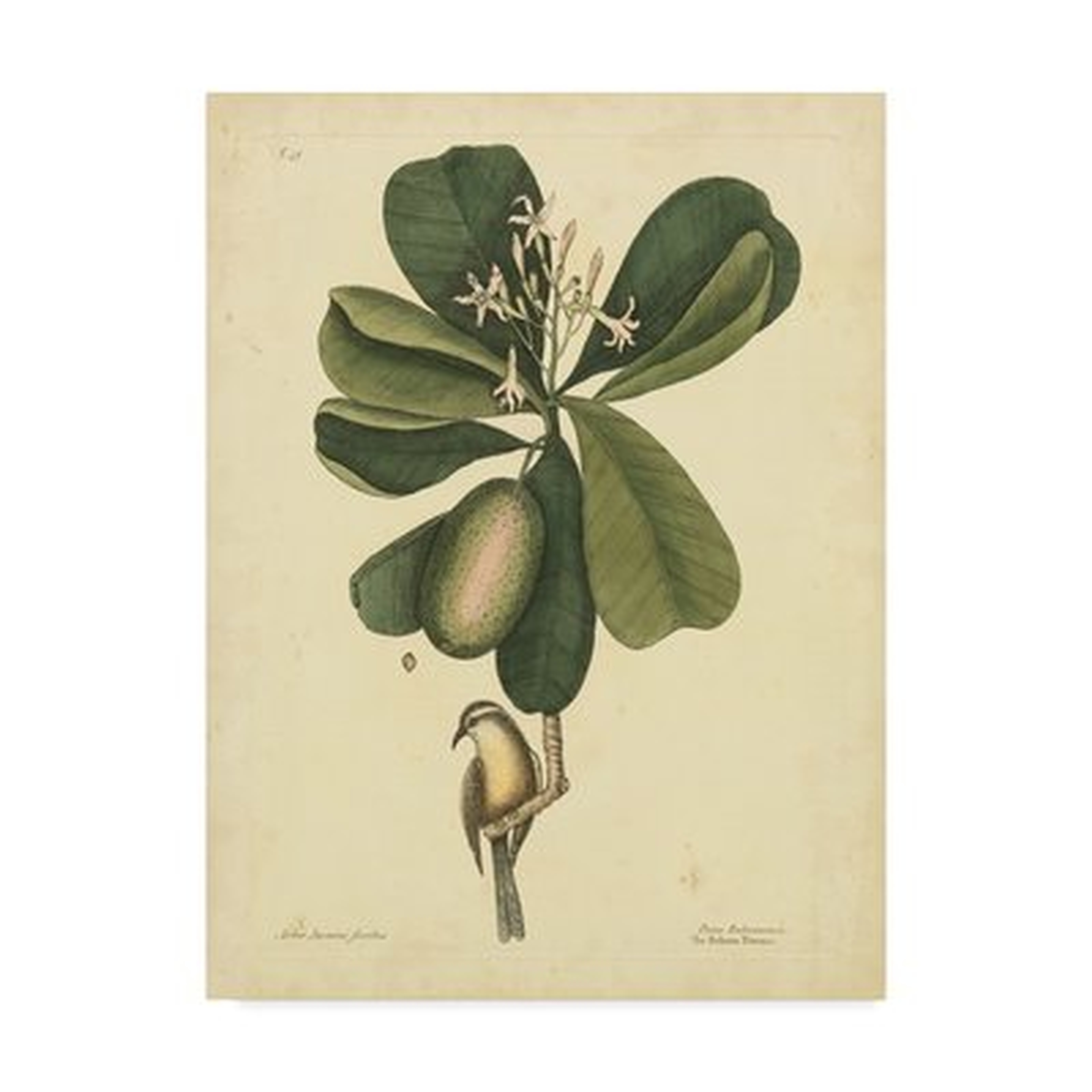 'Bird and Botanical III' Graphic Art Print on Wrapped Canvas - Wayfair