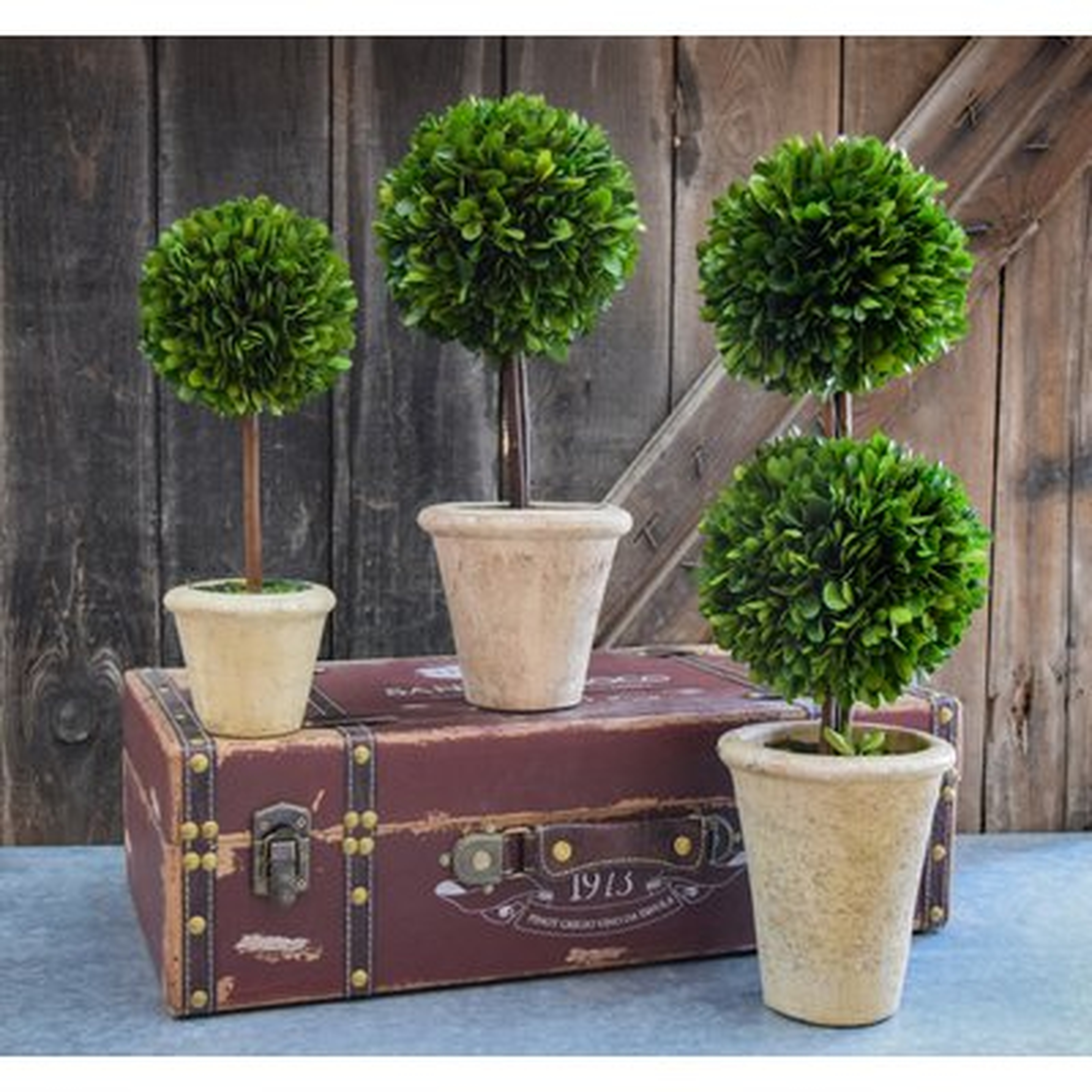 Preserved Boxwood Faux Topiary - Birch Lane
