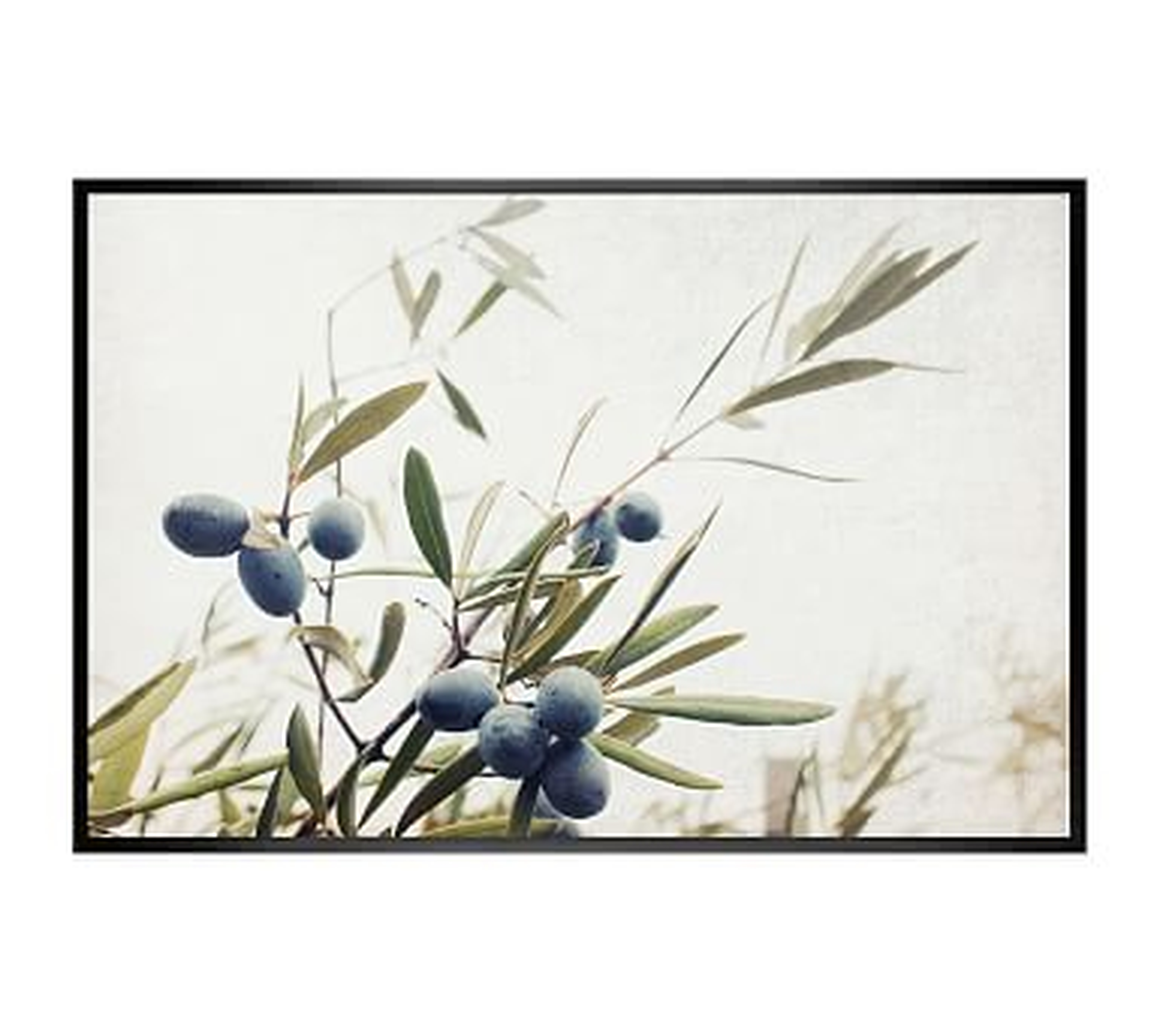 Olive Branches Paper Print by Lupen Grainne, 42 x 28", Wood Gallery, Black, No Mat - Pottery Barn