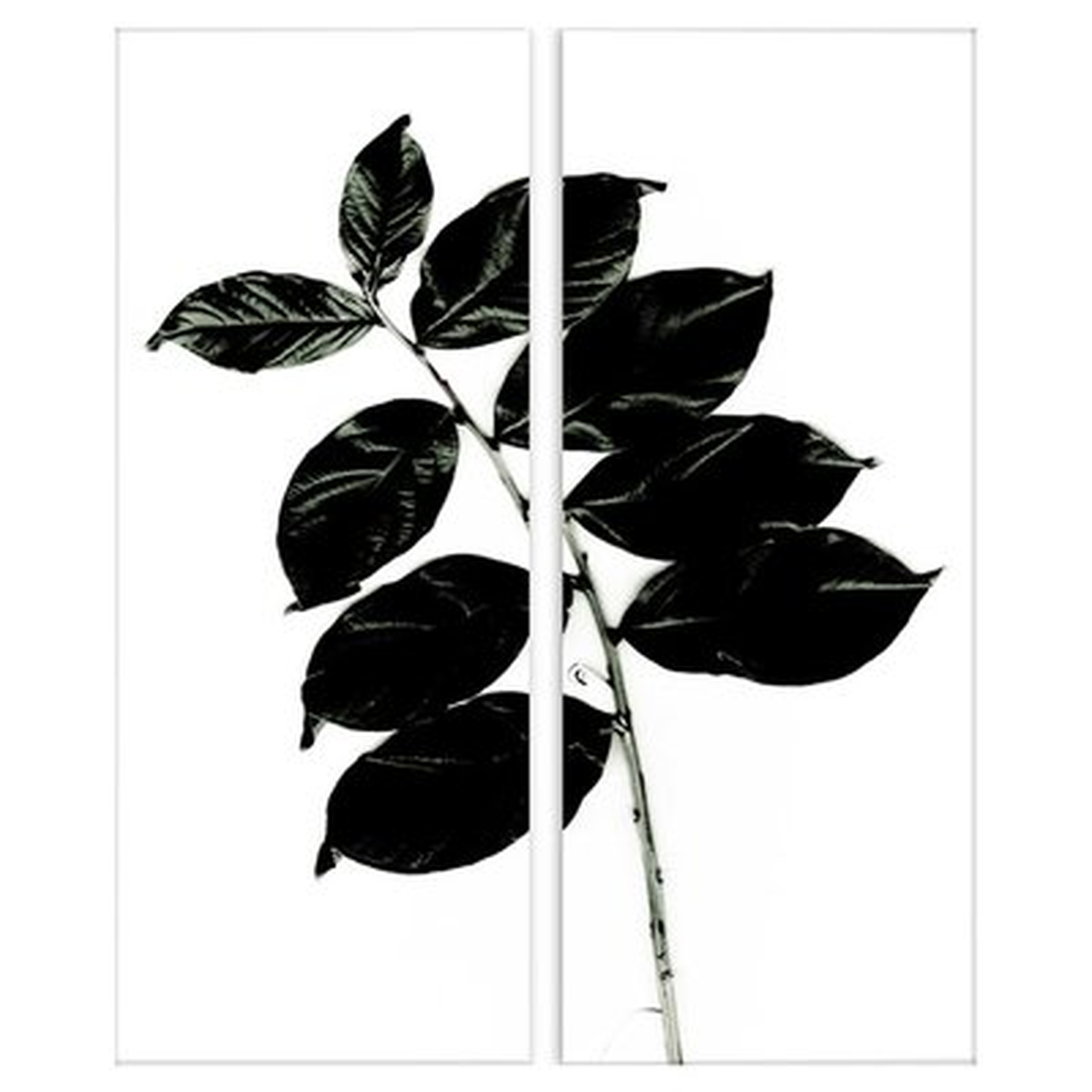 Black and White Botanical 2 Piece Graphic Art on Paper Set - Wayfair