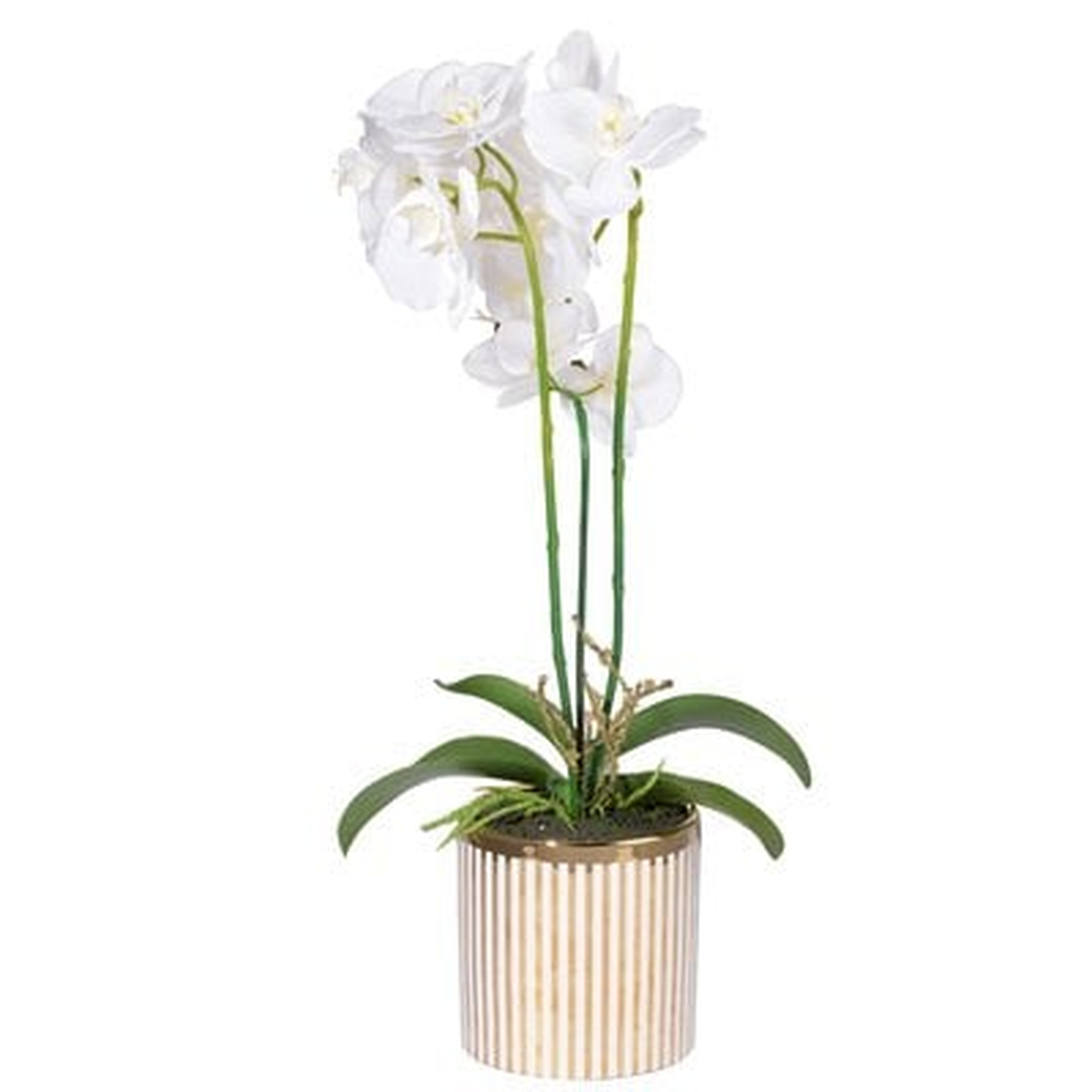 Stripe Potted Orchid Desk Flowering Plant in Pot - Wayfair