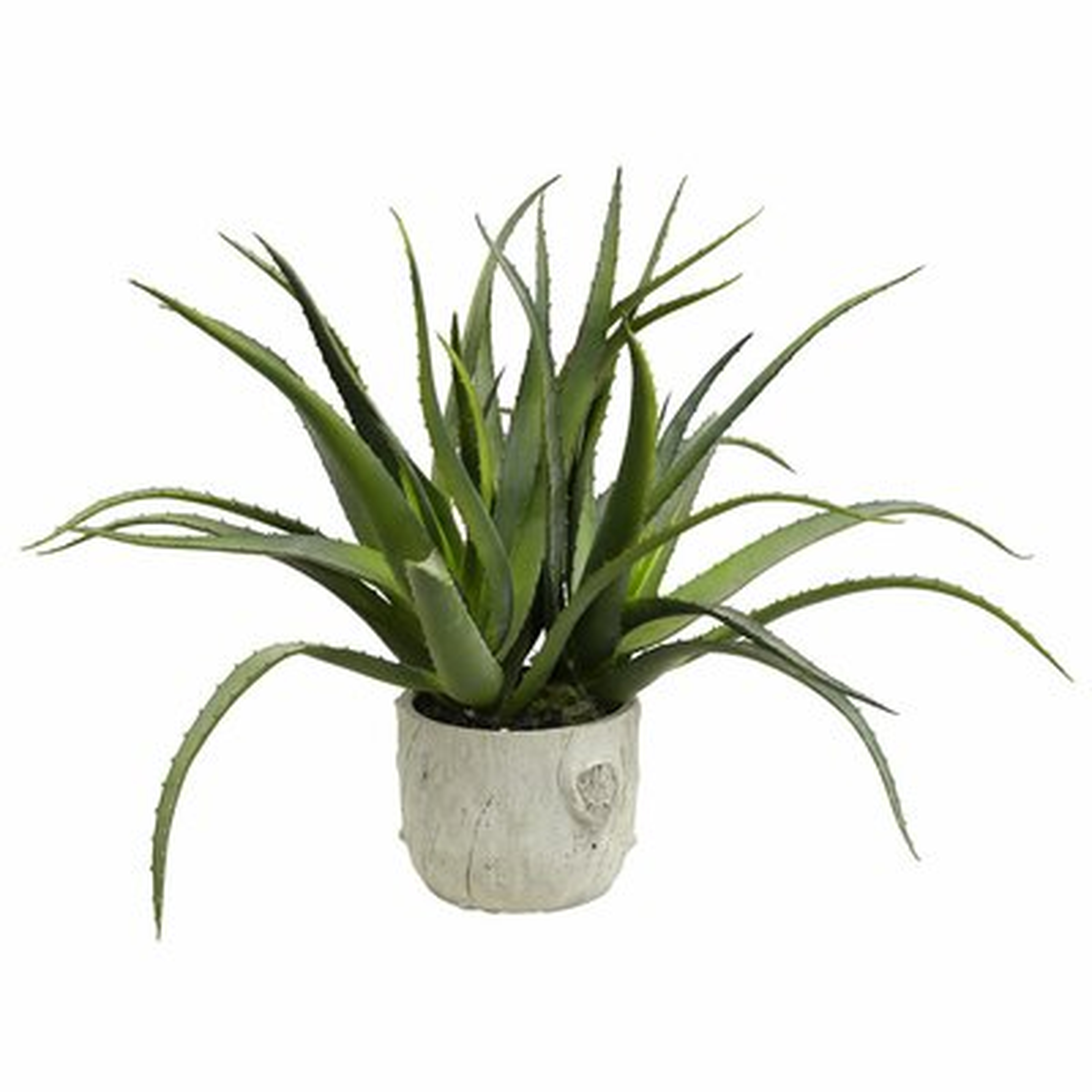 Aloe Plant in Pot - Wayfair