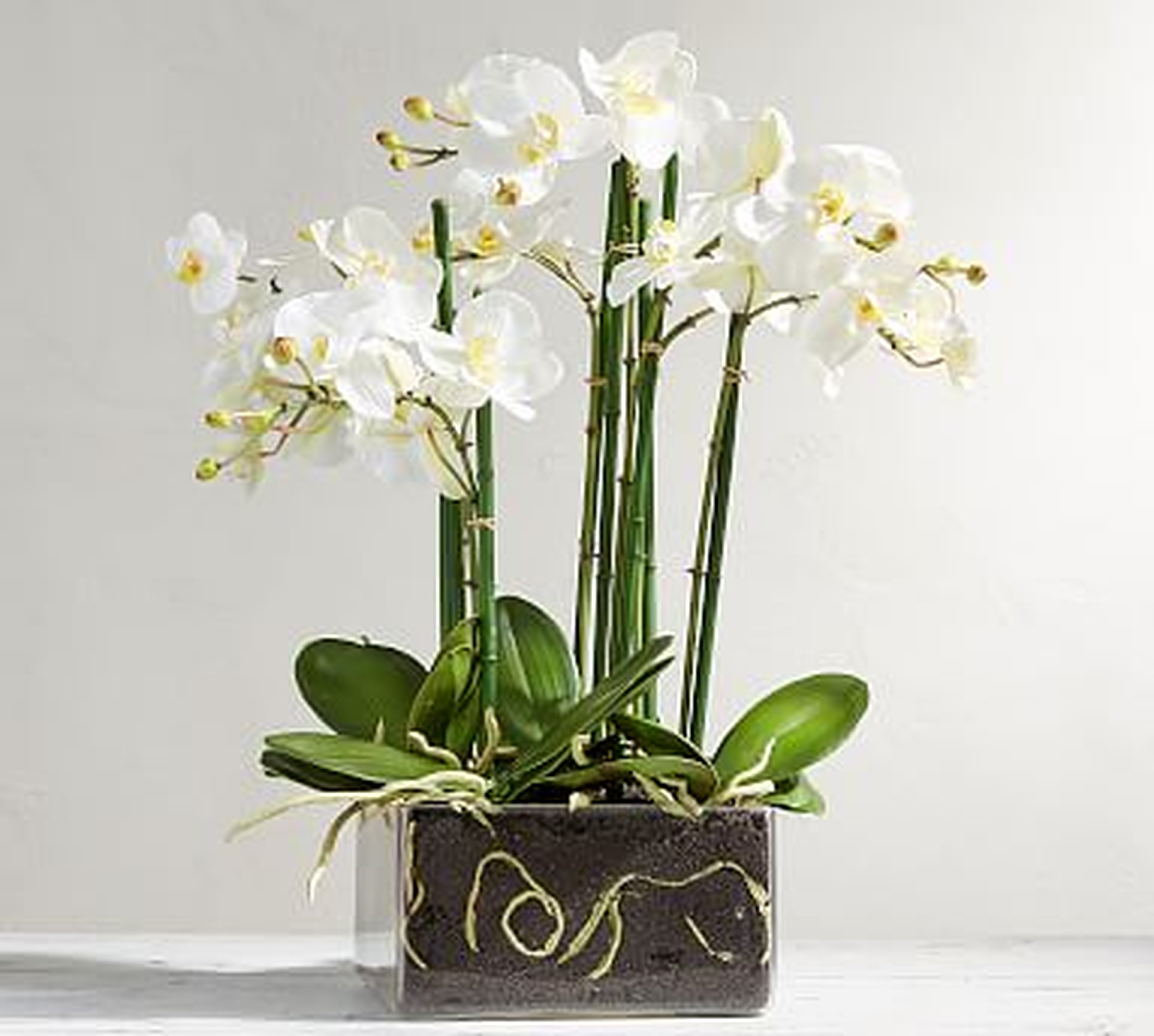 Faux Orchid Phalaenopsis Arrangement in Square Vase, White - 19" - Pottery Barn