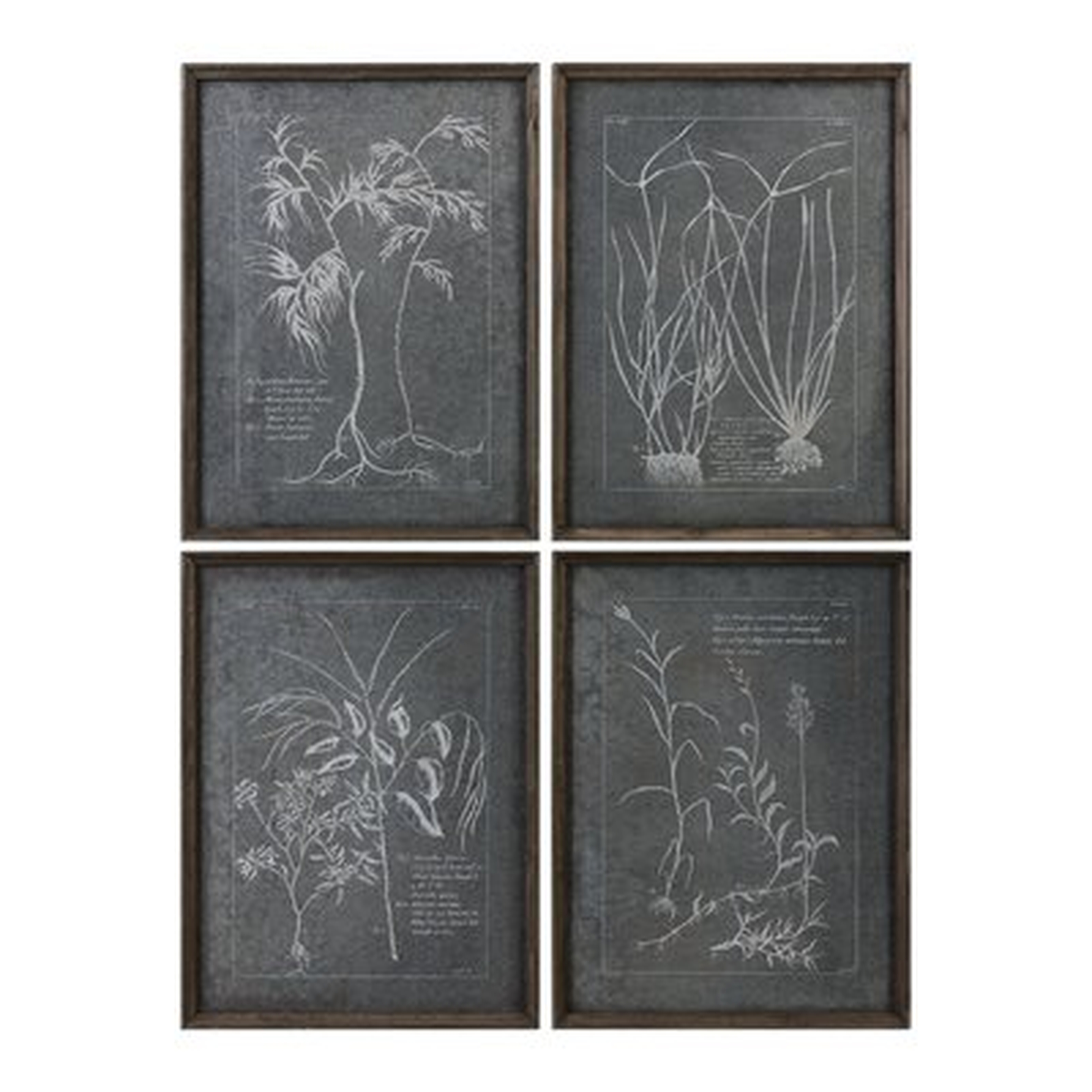 'Root Study' 4 Piece Picture Frame Graphic Art Set - Birch Lane