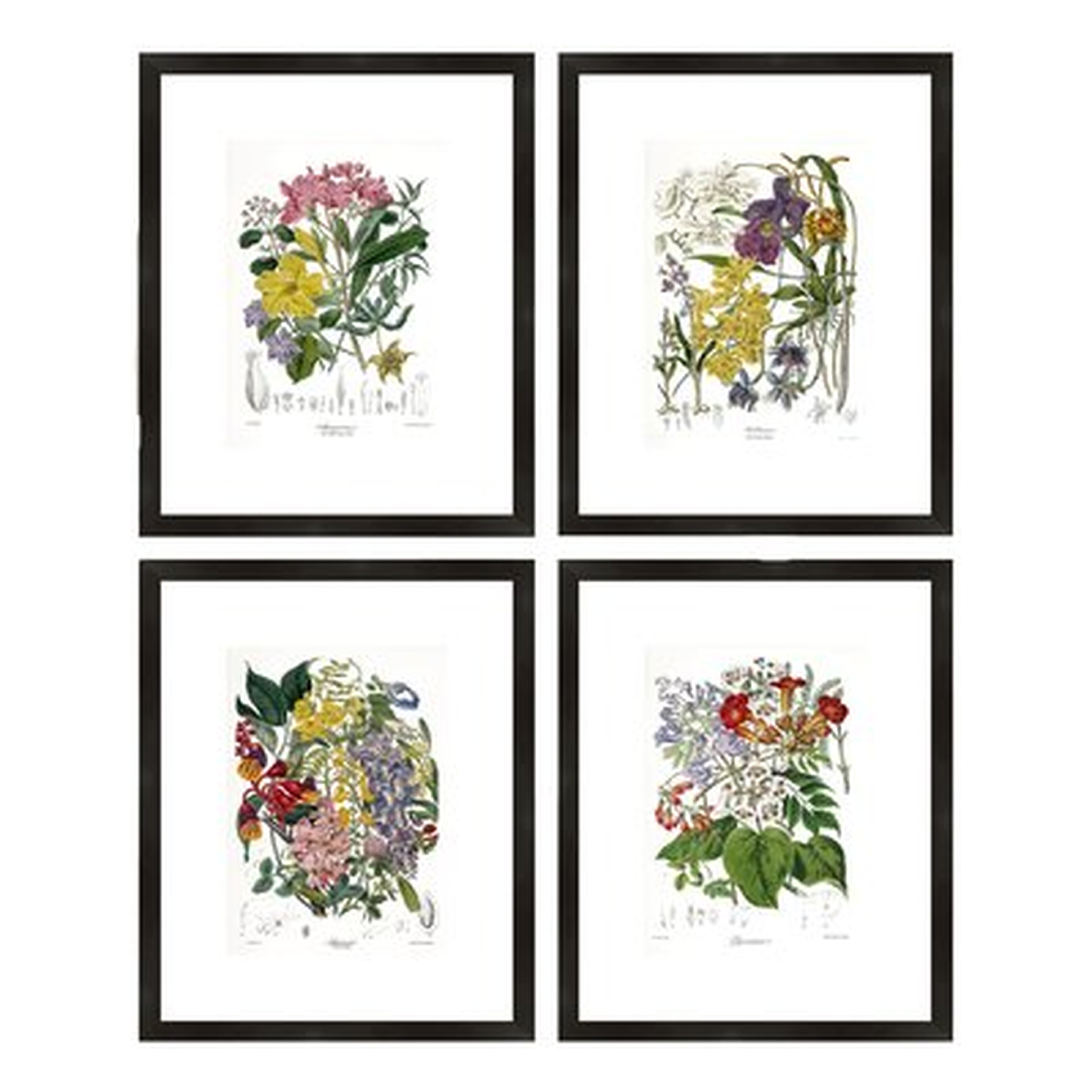 'Botanical' 4 Piece Picture Frame Graphic Art Set - Birch Lane