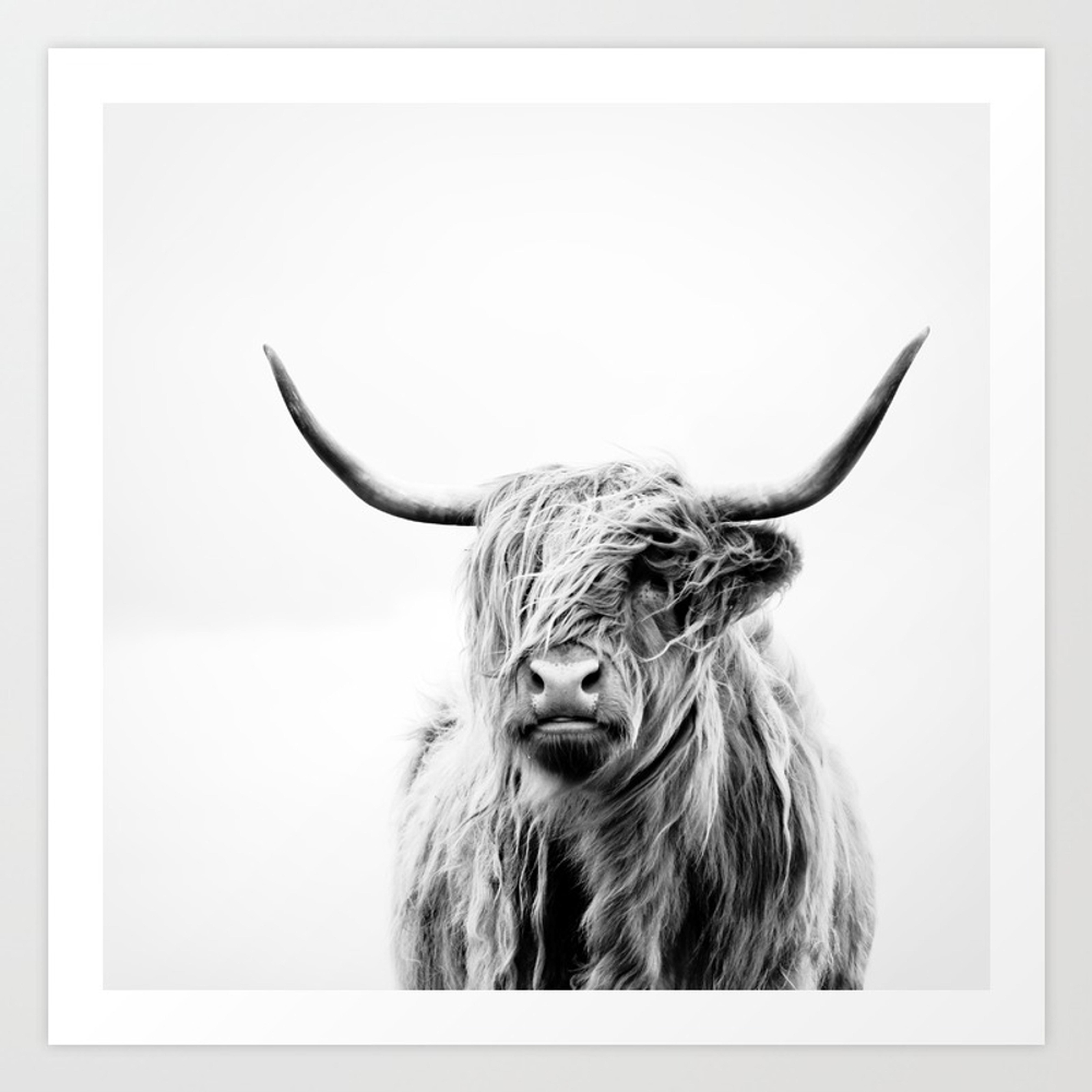 Portrait Of A Highland Cow Art Print by Dorit Fuhg - Small - Society6