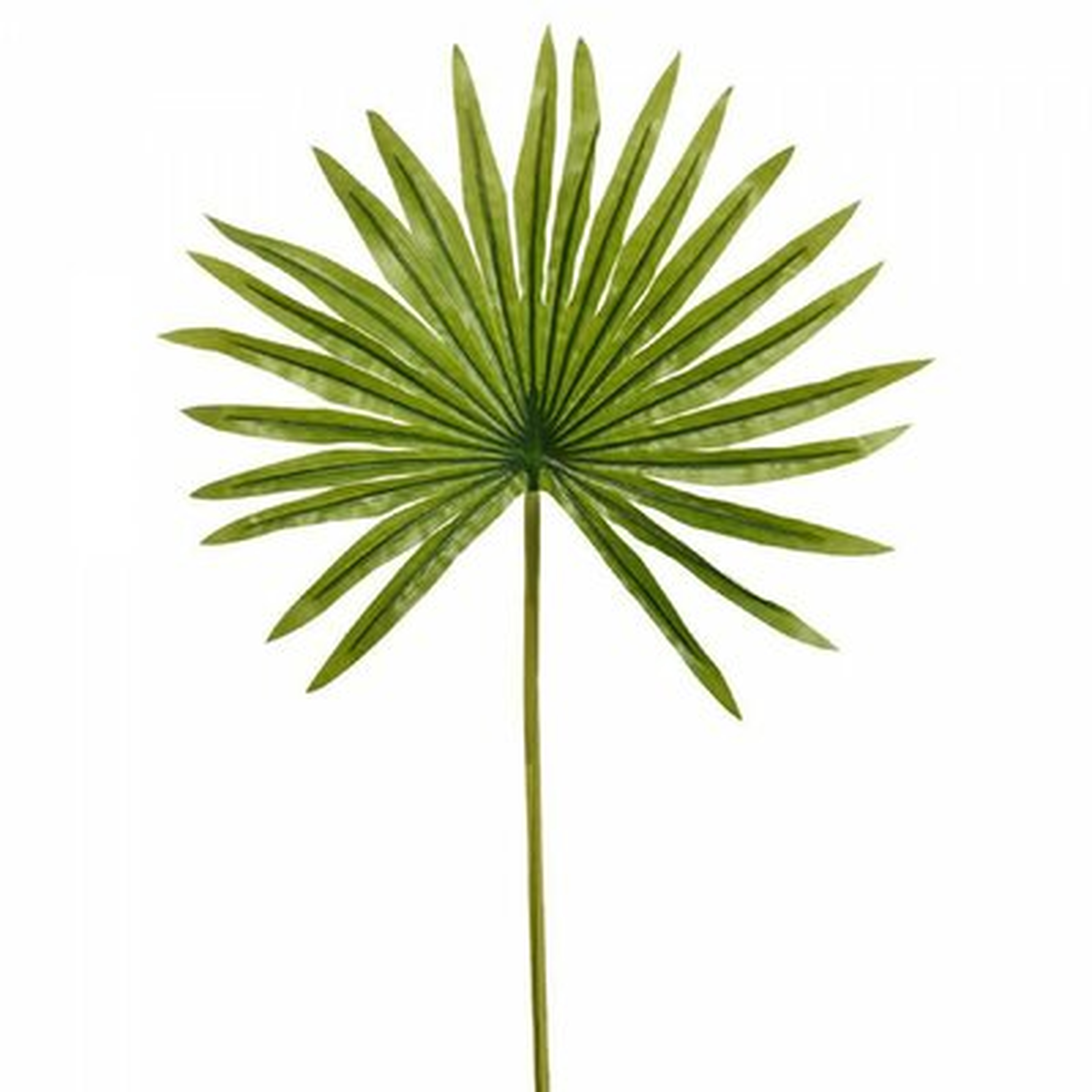 Fan Palm Branch - Wayfair