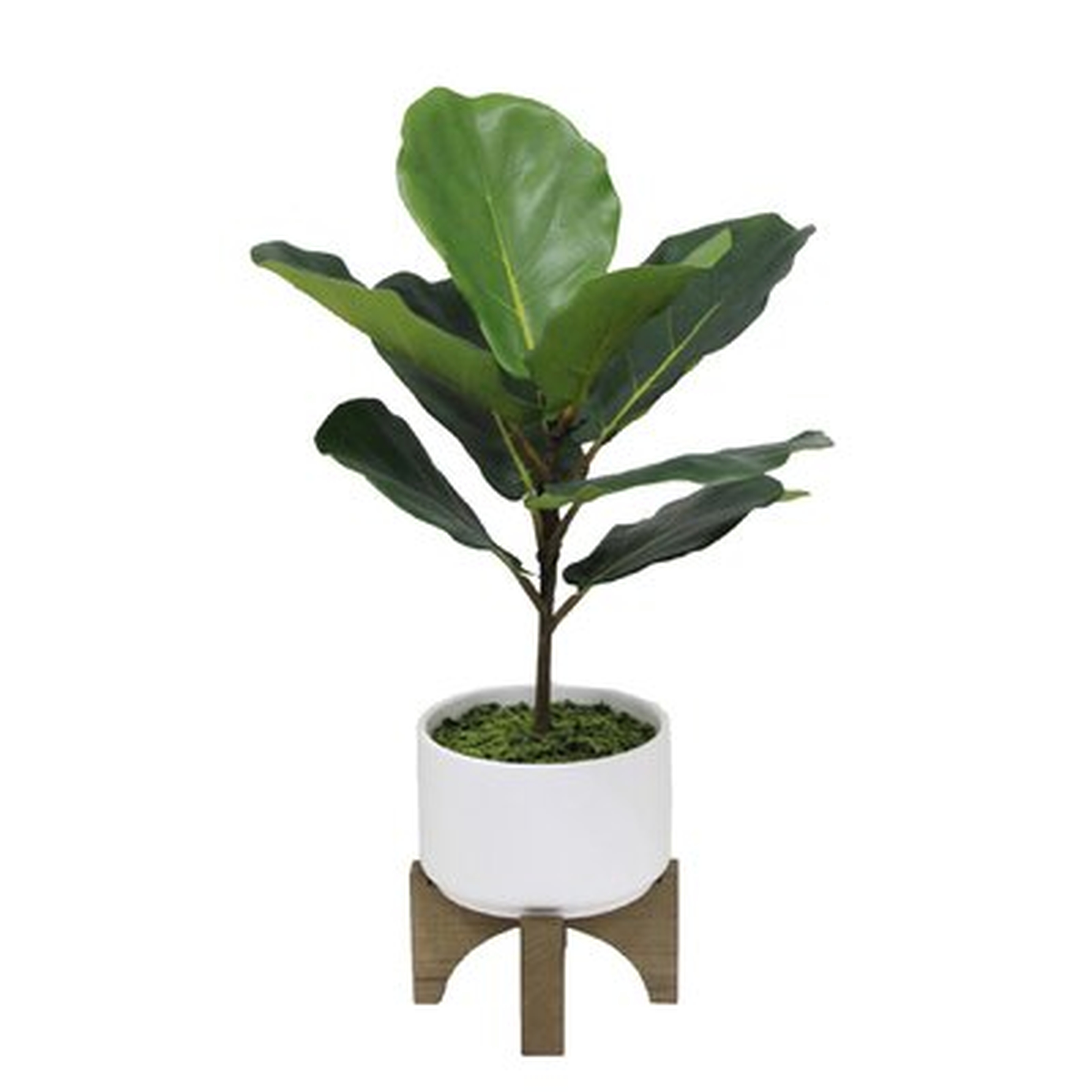 23" Tall Fiddle Leaf  In Ceramic Planter On Wood Stand,White - Wayfair
