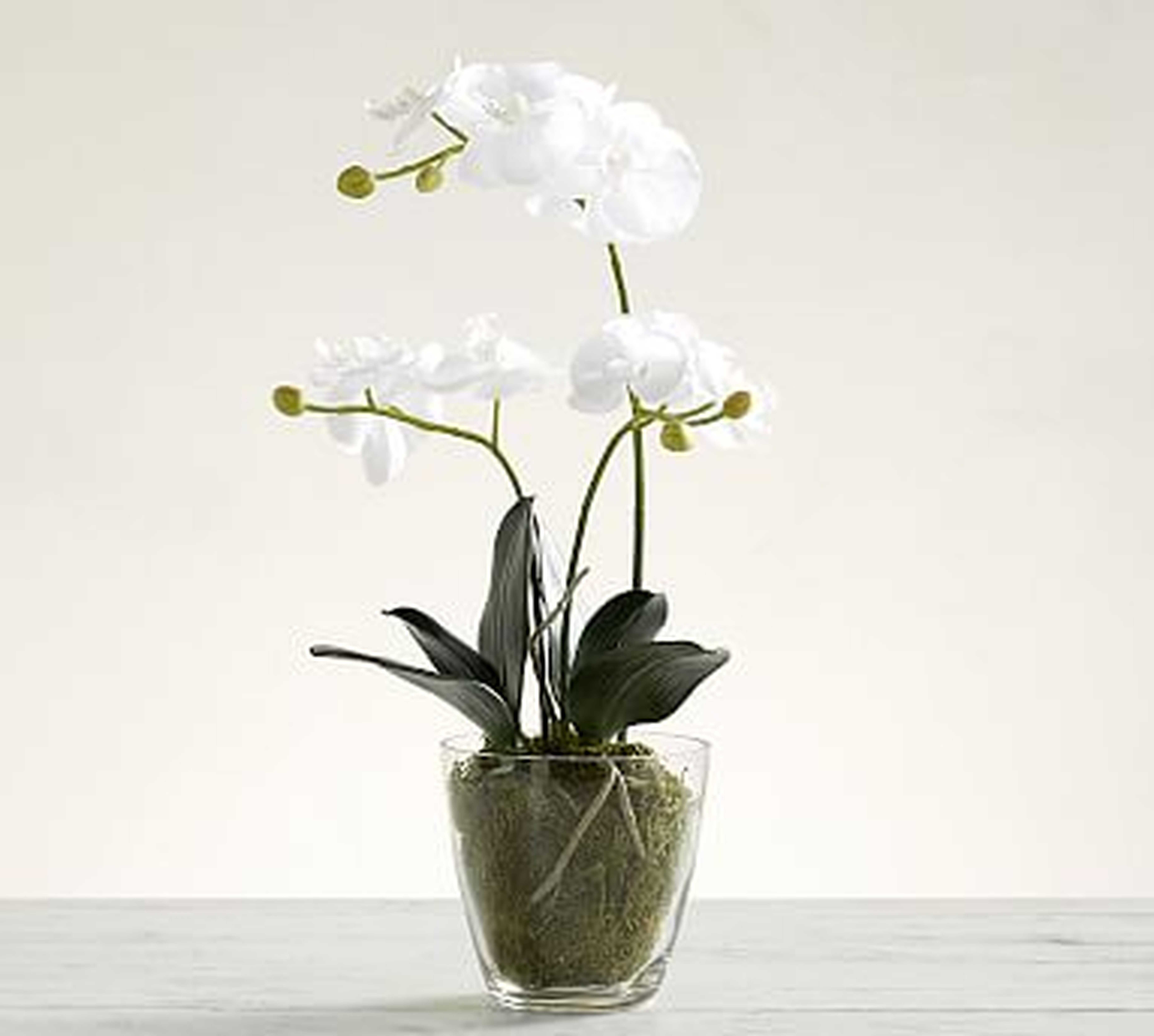 Faux Orchid in Glass Vase - Pottery Barn