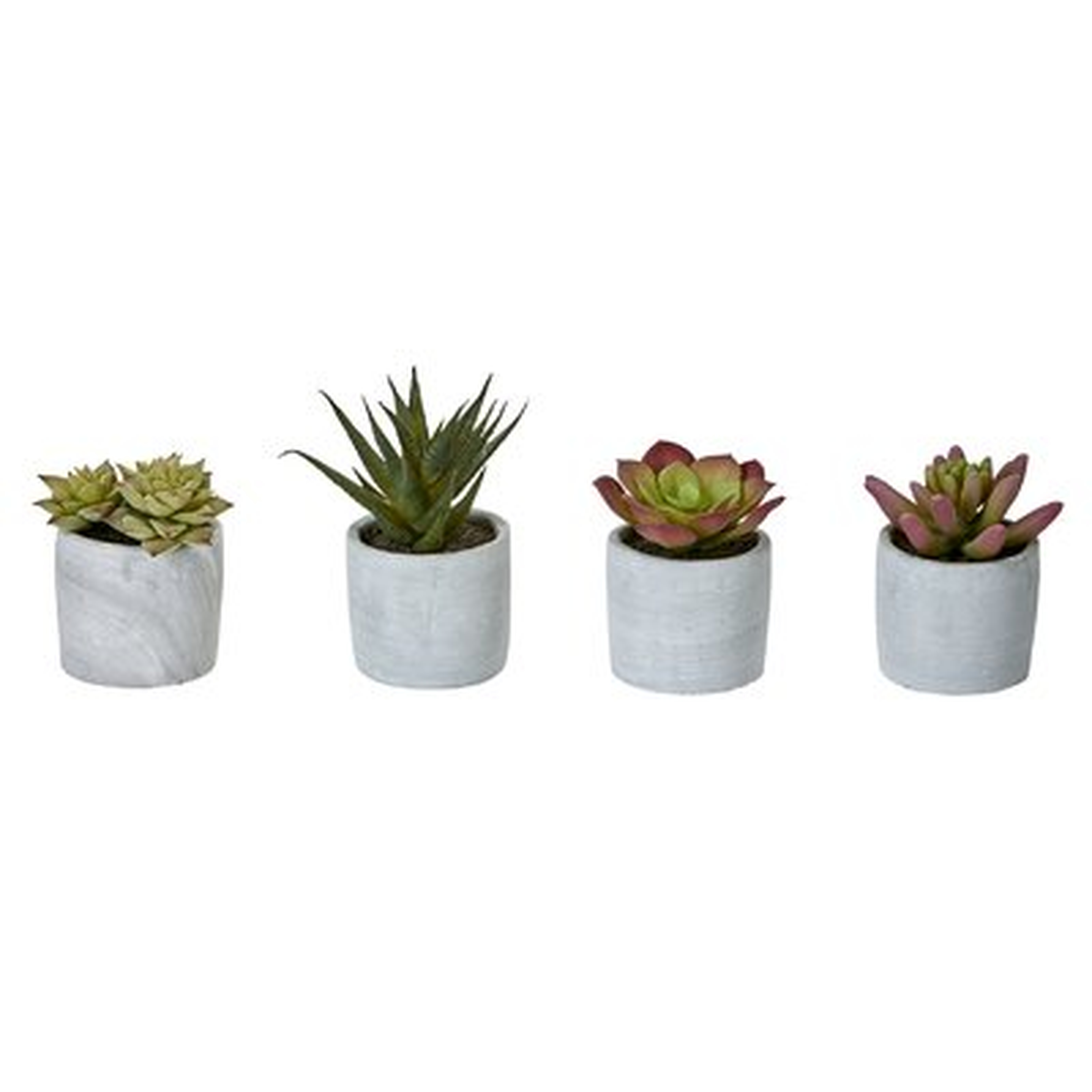 4 Piece Desktop Succulent Plant in Pot Set, Set of 4 - Wayfair