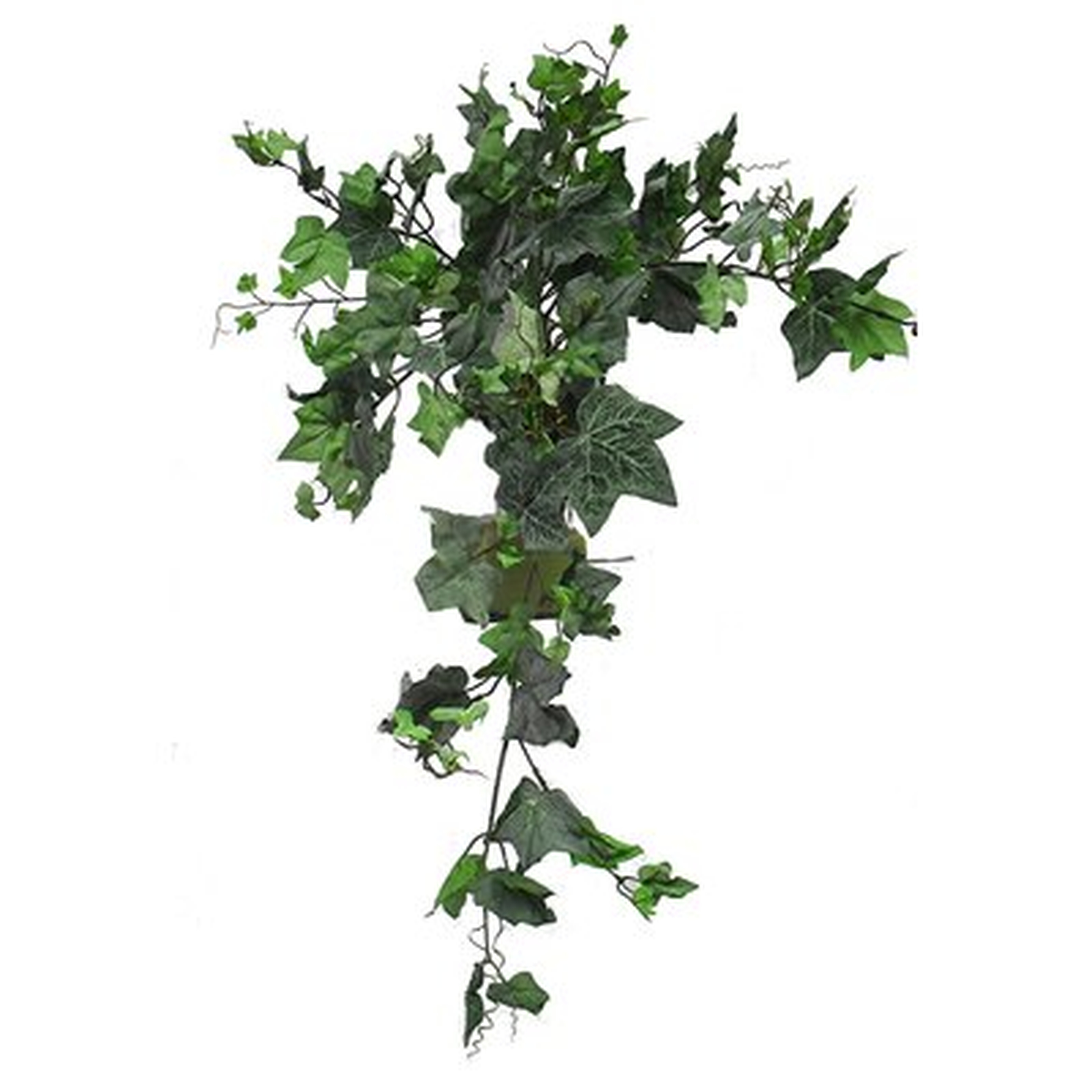 English Ivy Plant - Wayfair