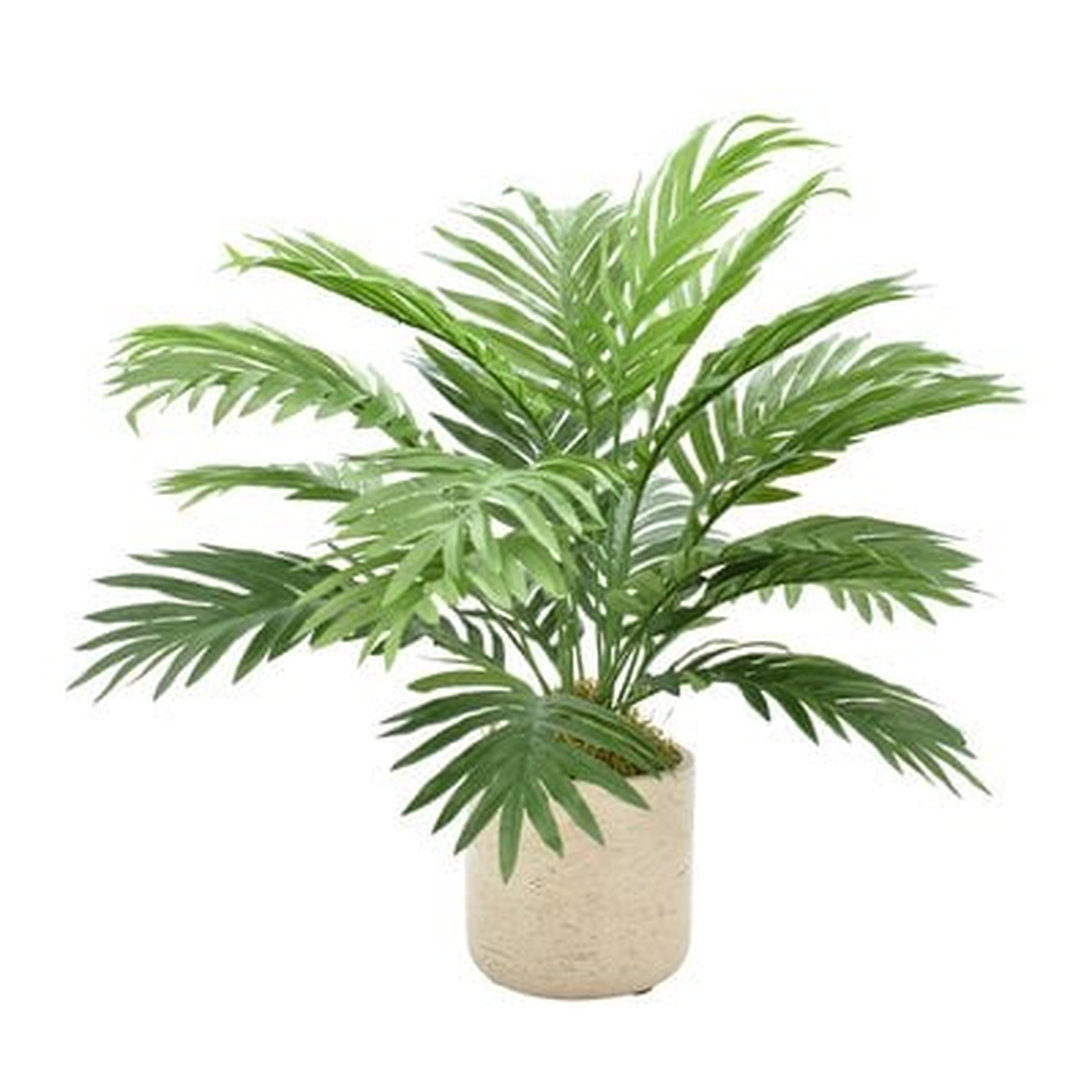 Areca Floor Palm Plant in Pot - Wayfair
