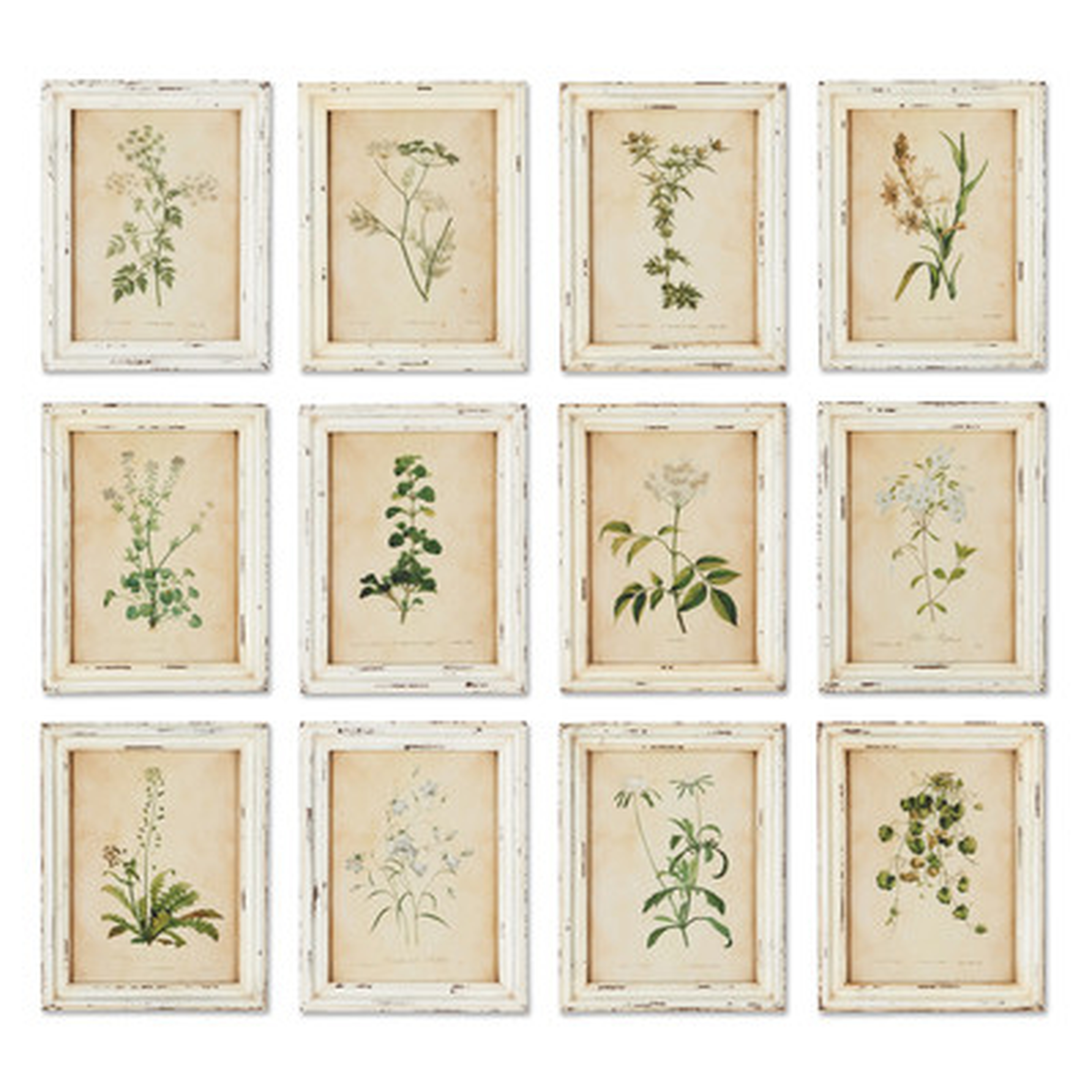 Wild Flower Botanical 12 Piece Framed Graphic Art Set - Wayfair