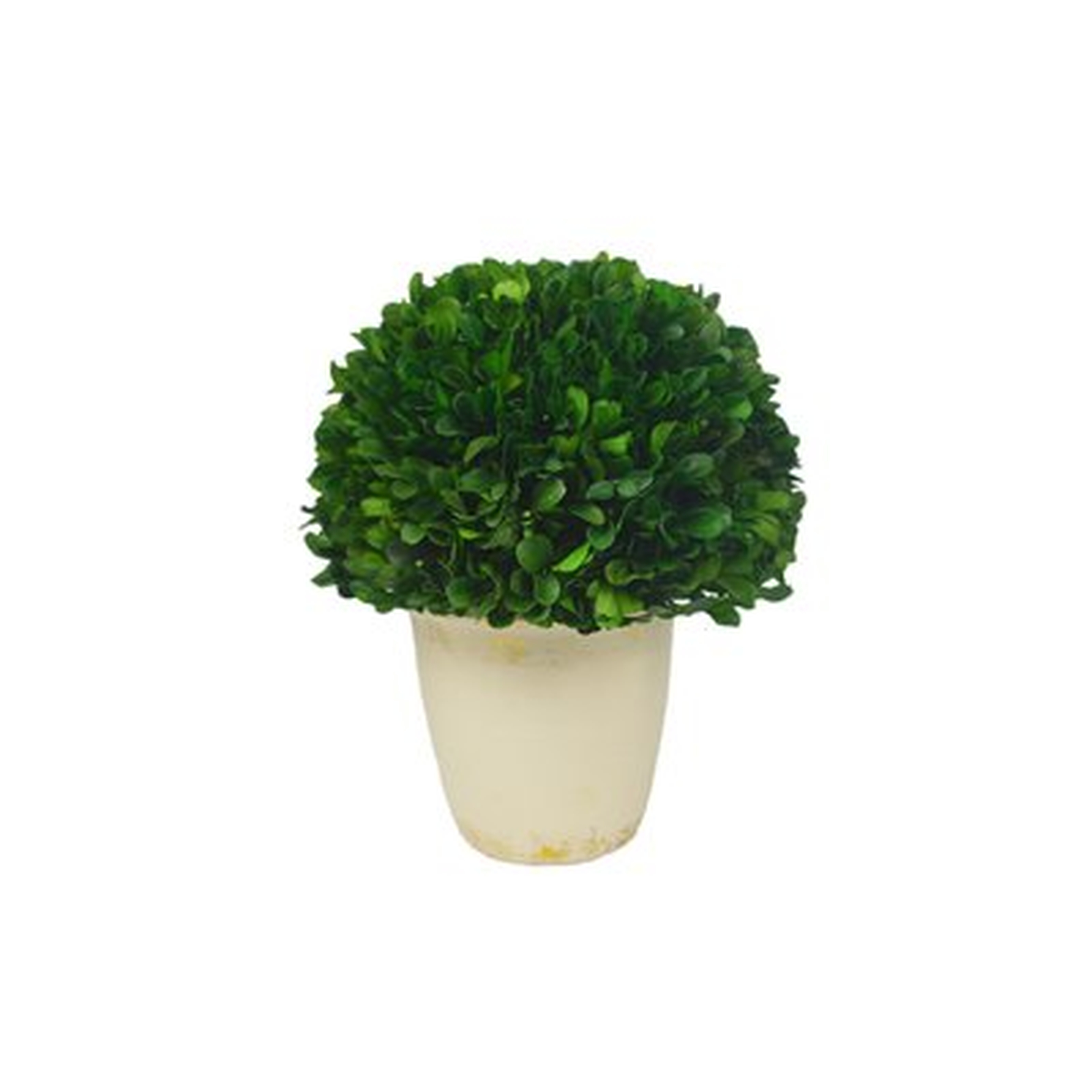 Boxwood Ball Topiary in Pot - Wayfair