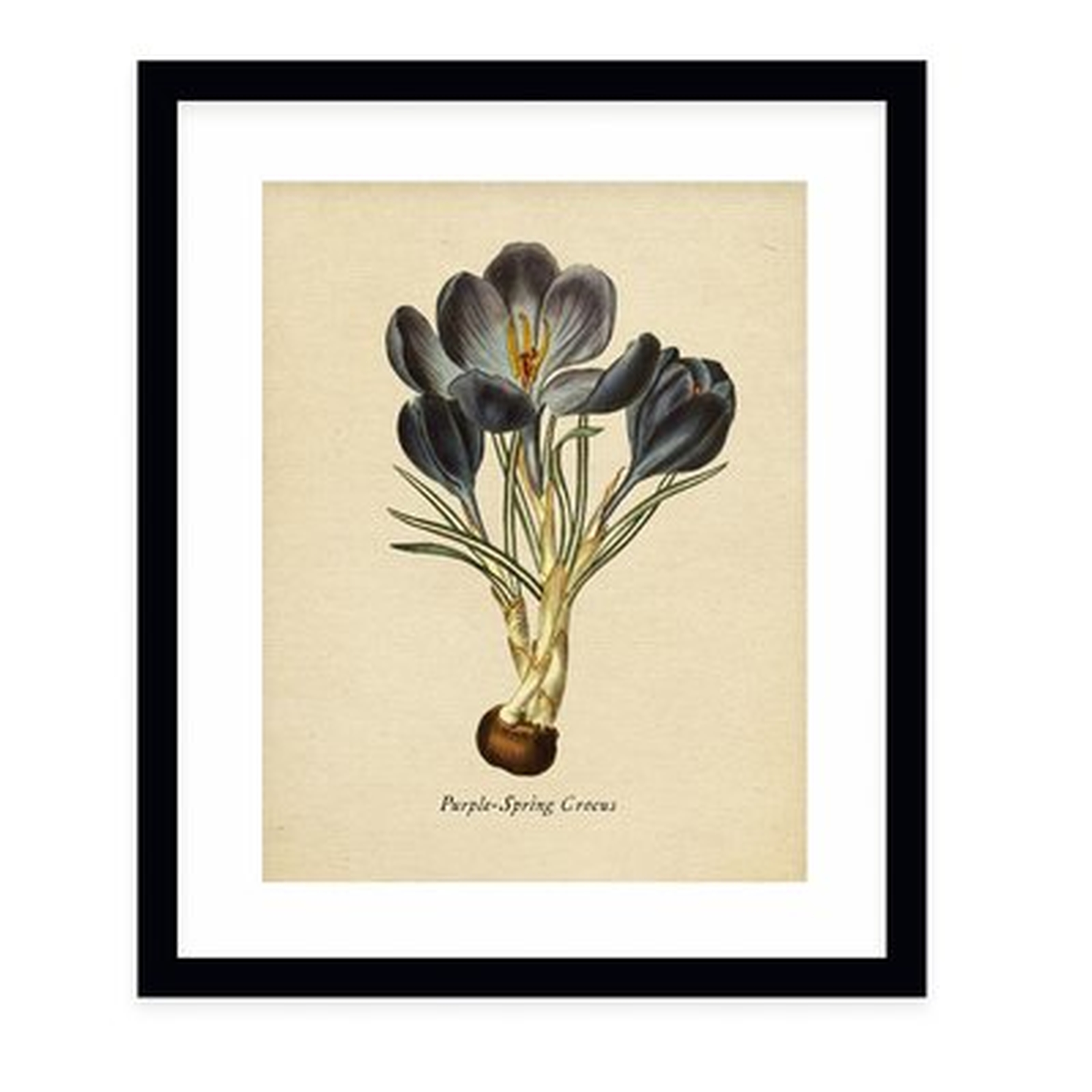 'Botanical Vintage VI' Graphic Art Print - Wayfair