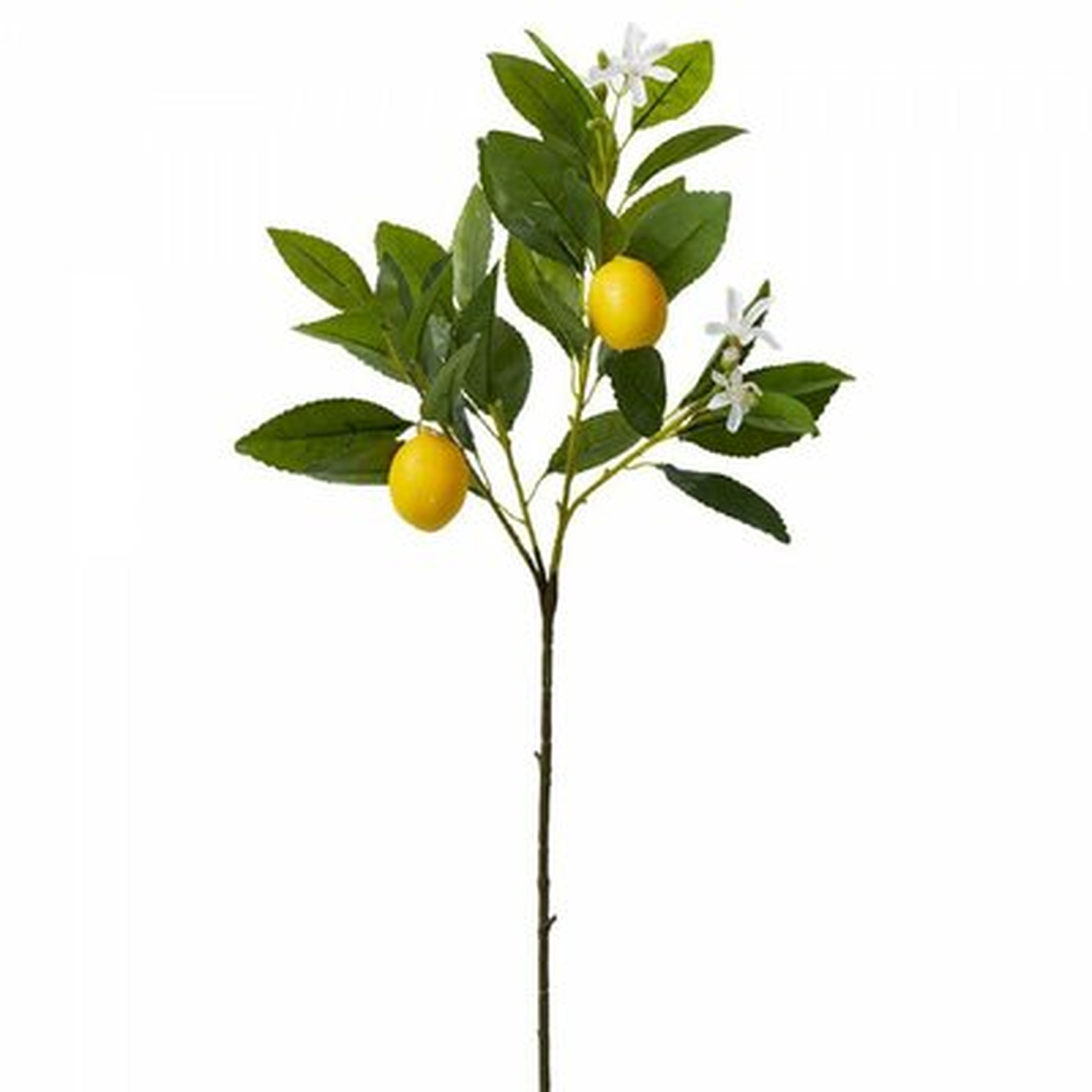 Baby Lemon Branch - Wayfair