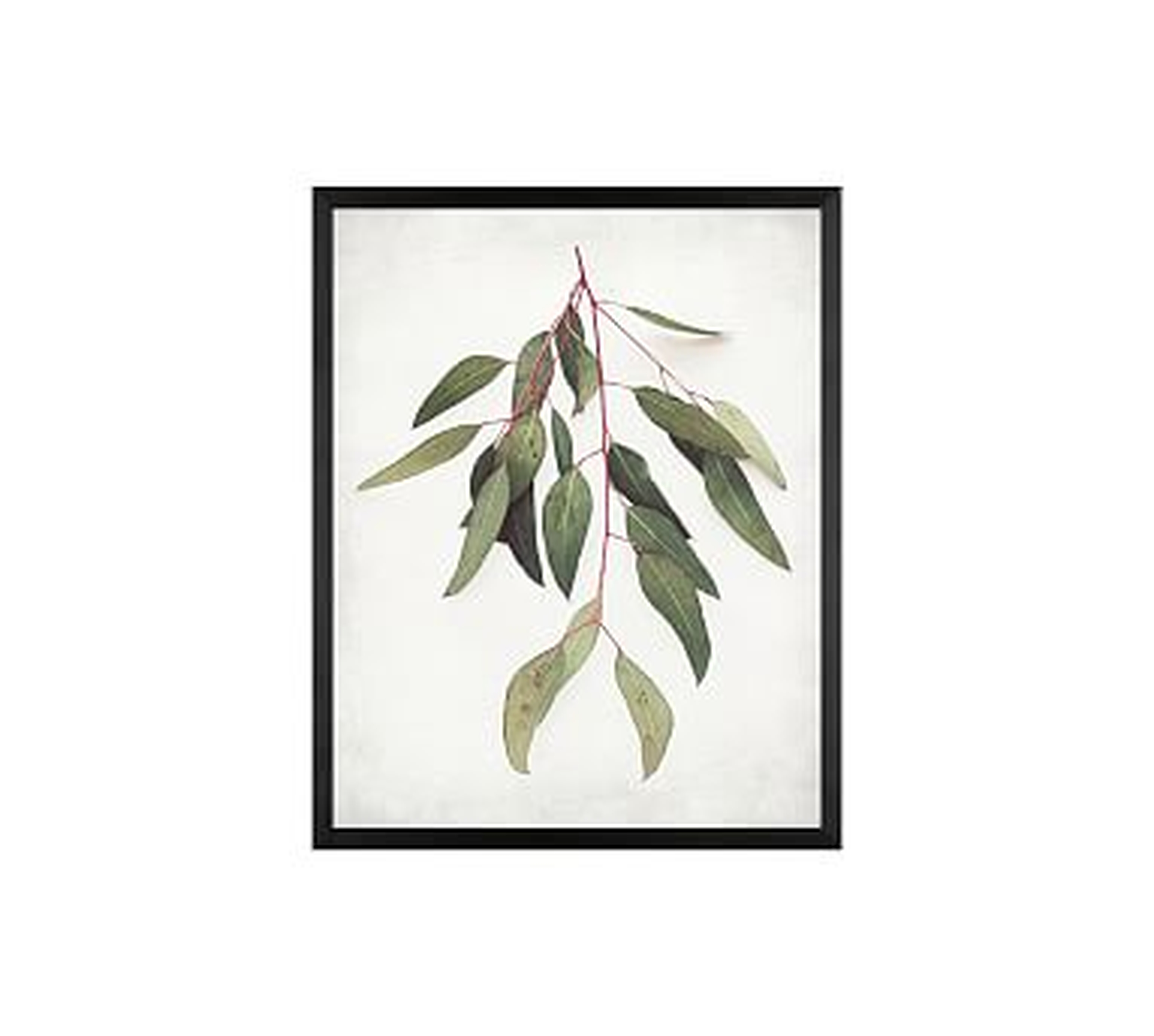 Eucalyptus Sprig Paper Print by Lupen Grainne, 20 x 16", Wood Gallery, Black, No Mat - Pottery Barn