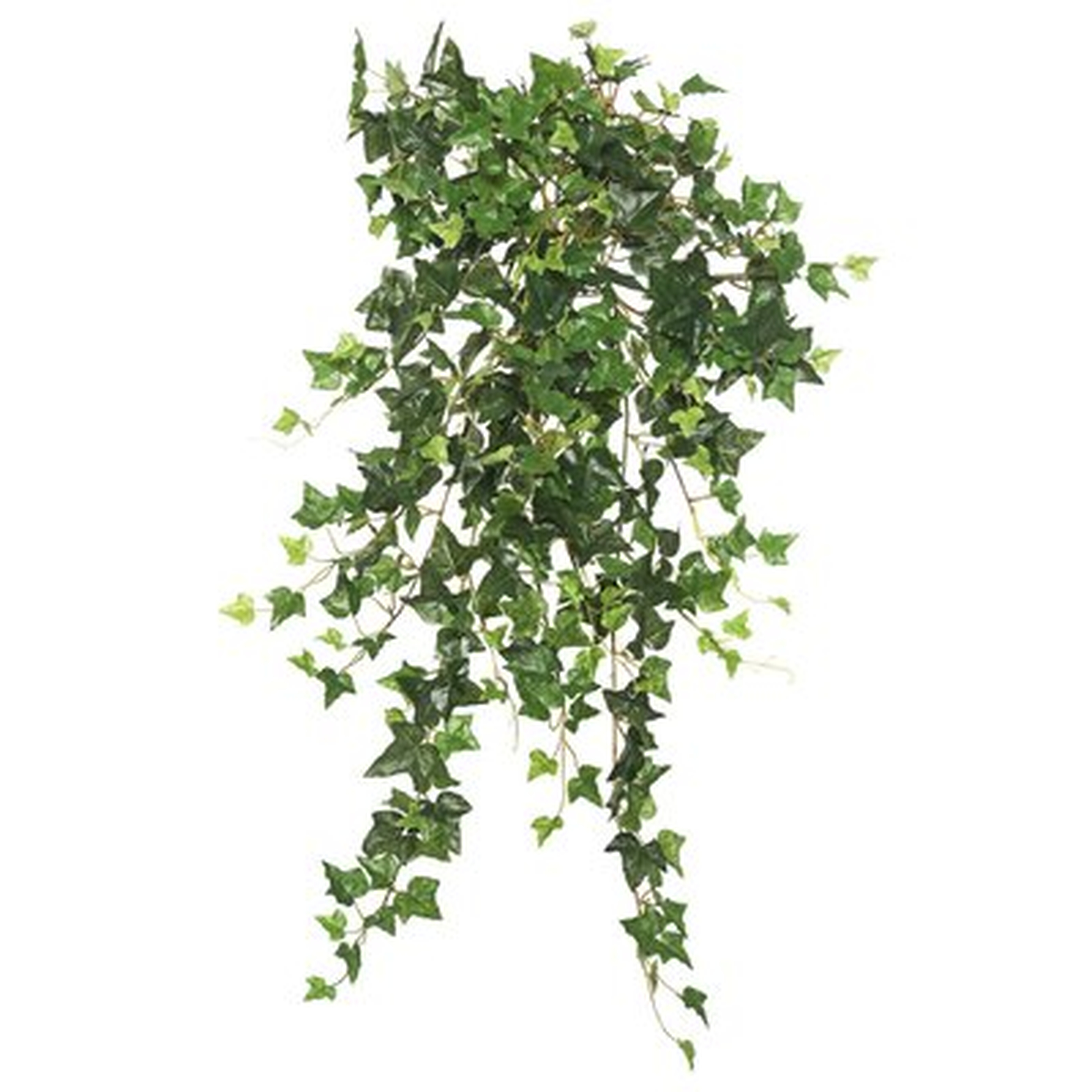 Mini Hanging Bush Ivy Plant - Wayfair