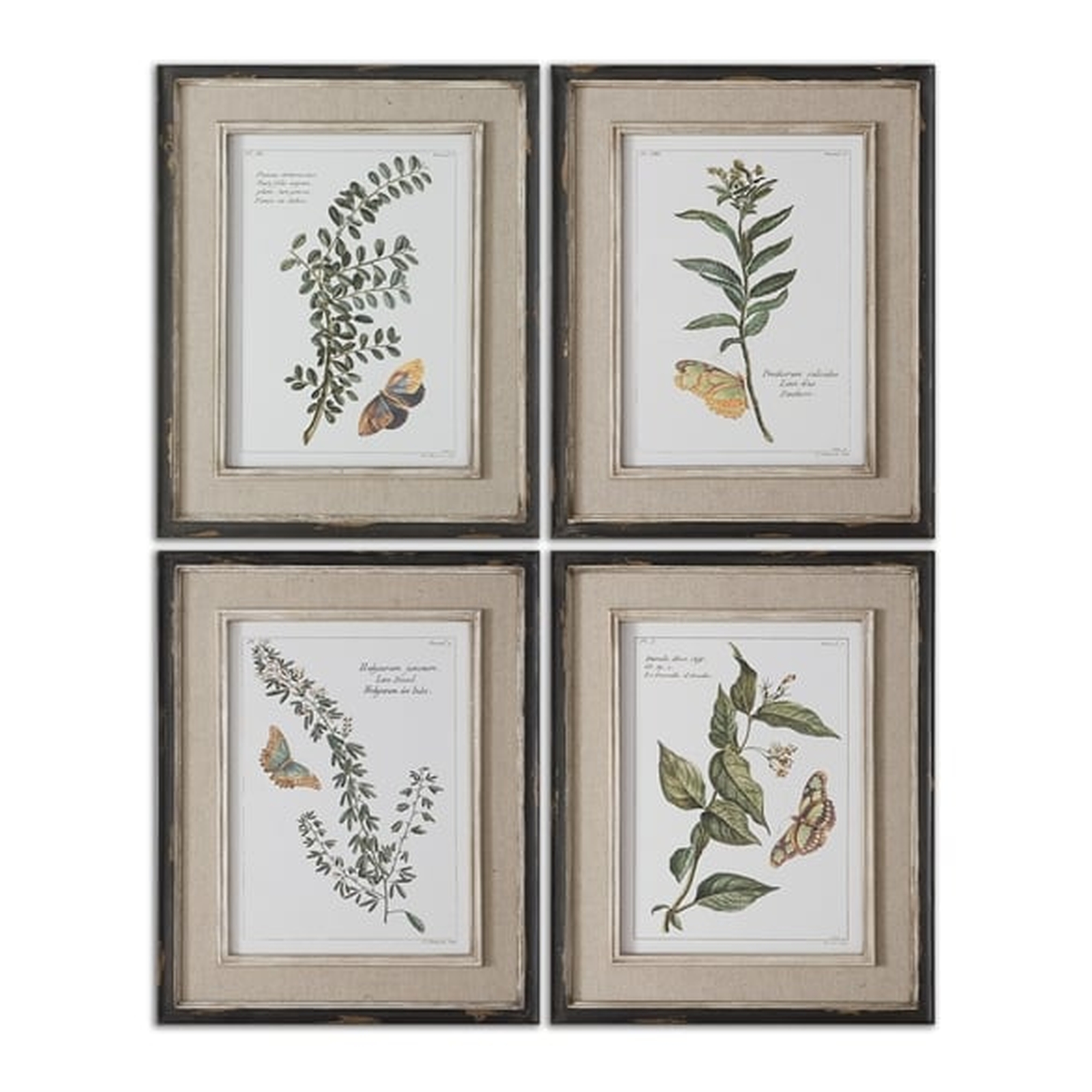Butterfly Plants, S/4 - Black Frame - No Mat - Uttermost