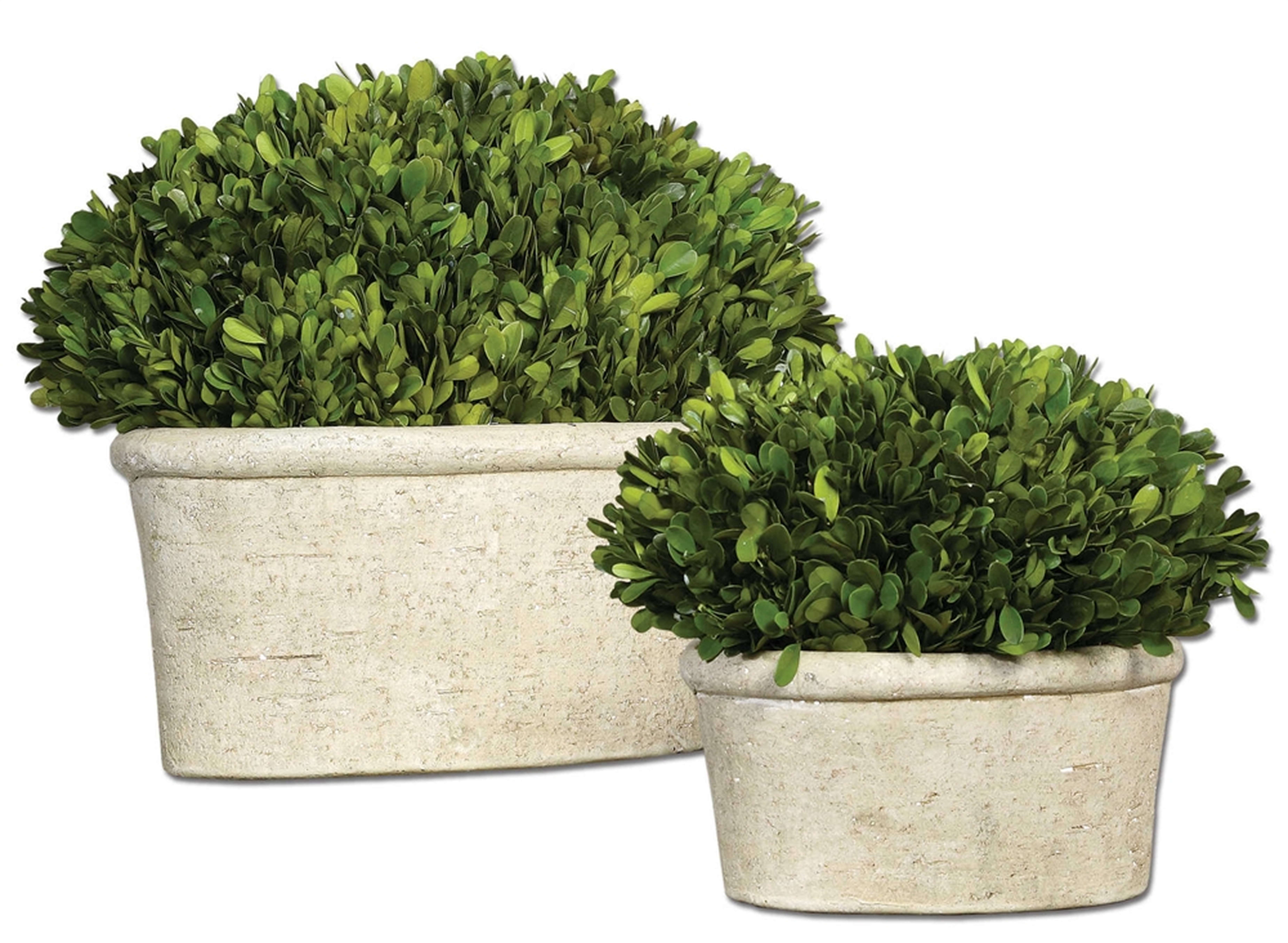 Preserved Boxwood, Oval Domes, S/2 - Hudsonhill Foundry