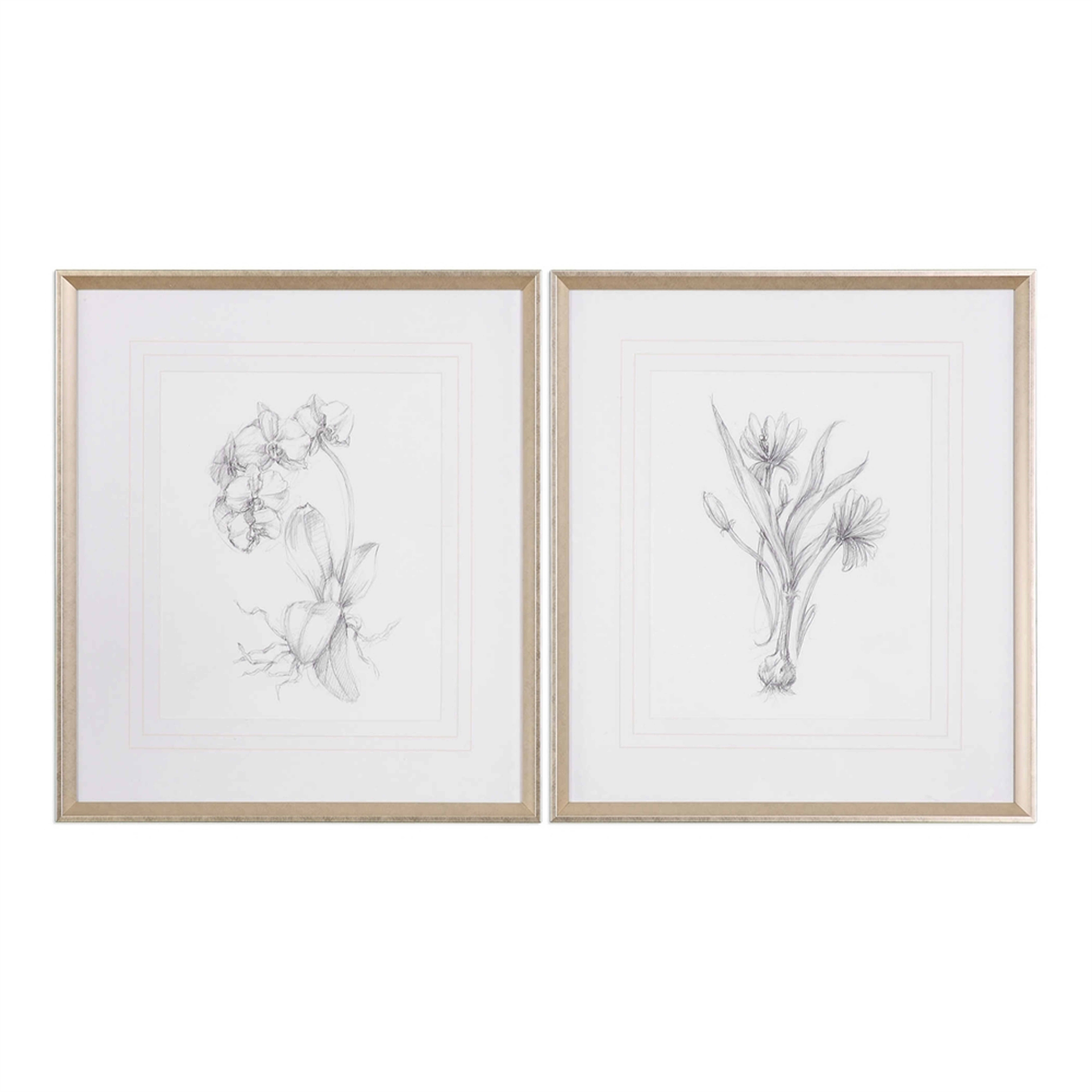 Botanical Sketches, Silver & Taupe Frame with Mat, 28" x 32", Set of 2 - Hudsonhill Foundry