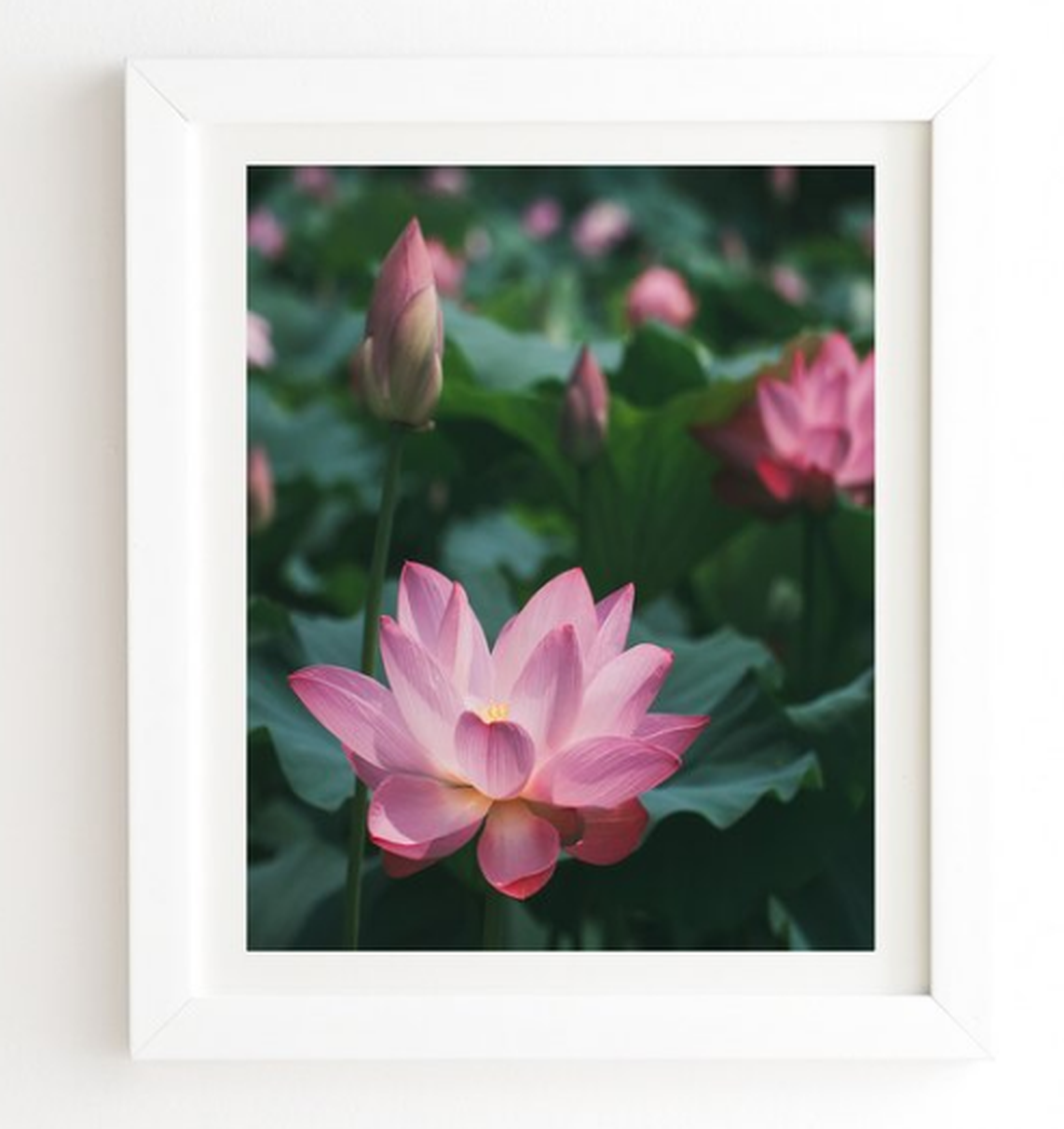 LOTUS FIELD - Basic White Framed - With Mat - Wander Print Co.