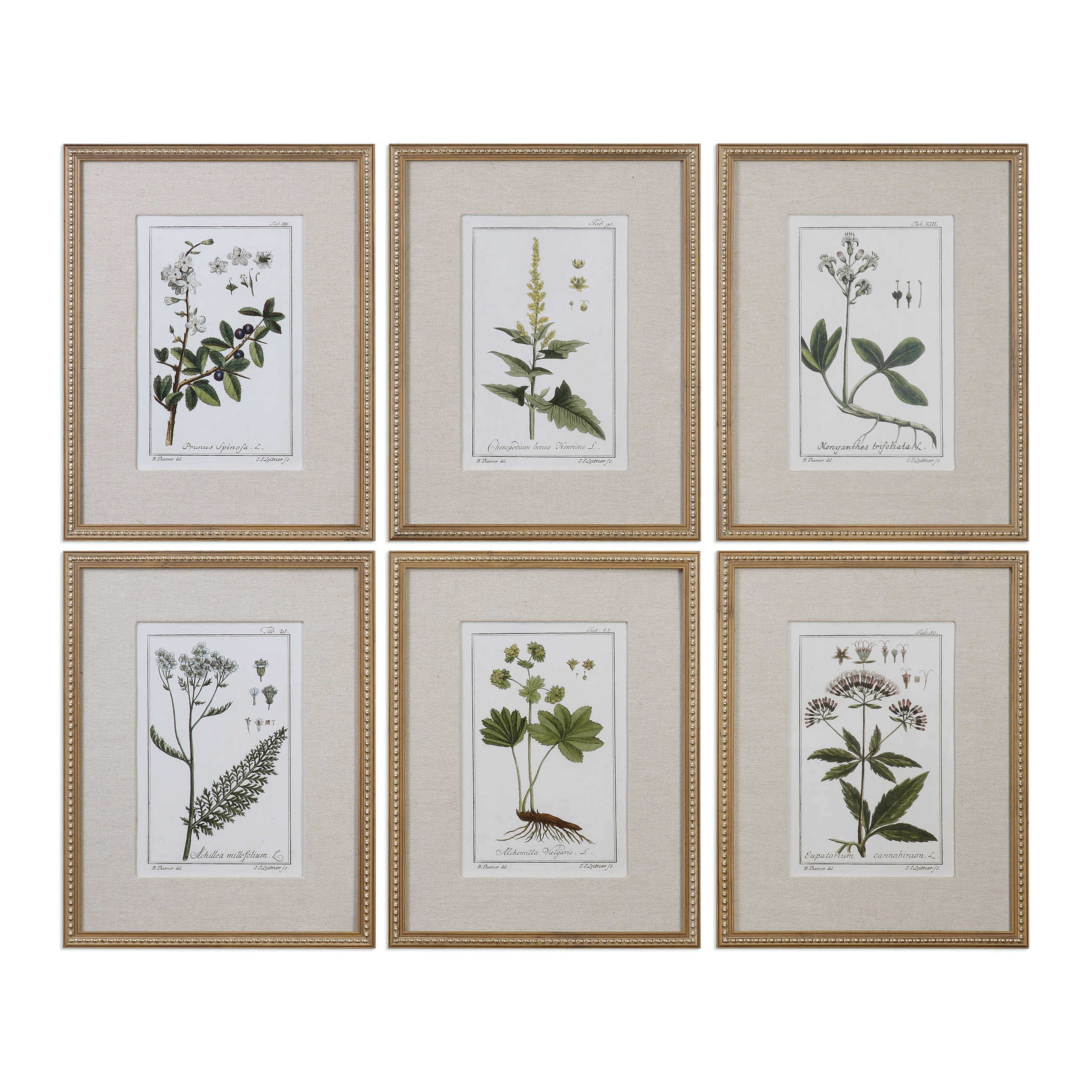 Green Floral Botanical Study, S/6 -18  X 23  -Framed (Gold) - Uttermost