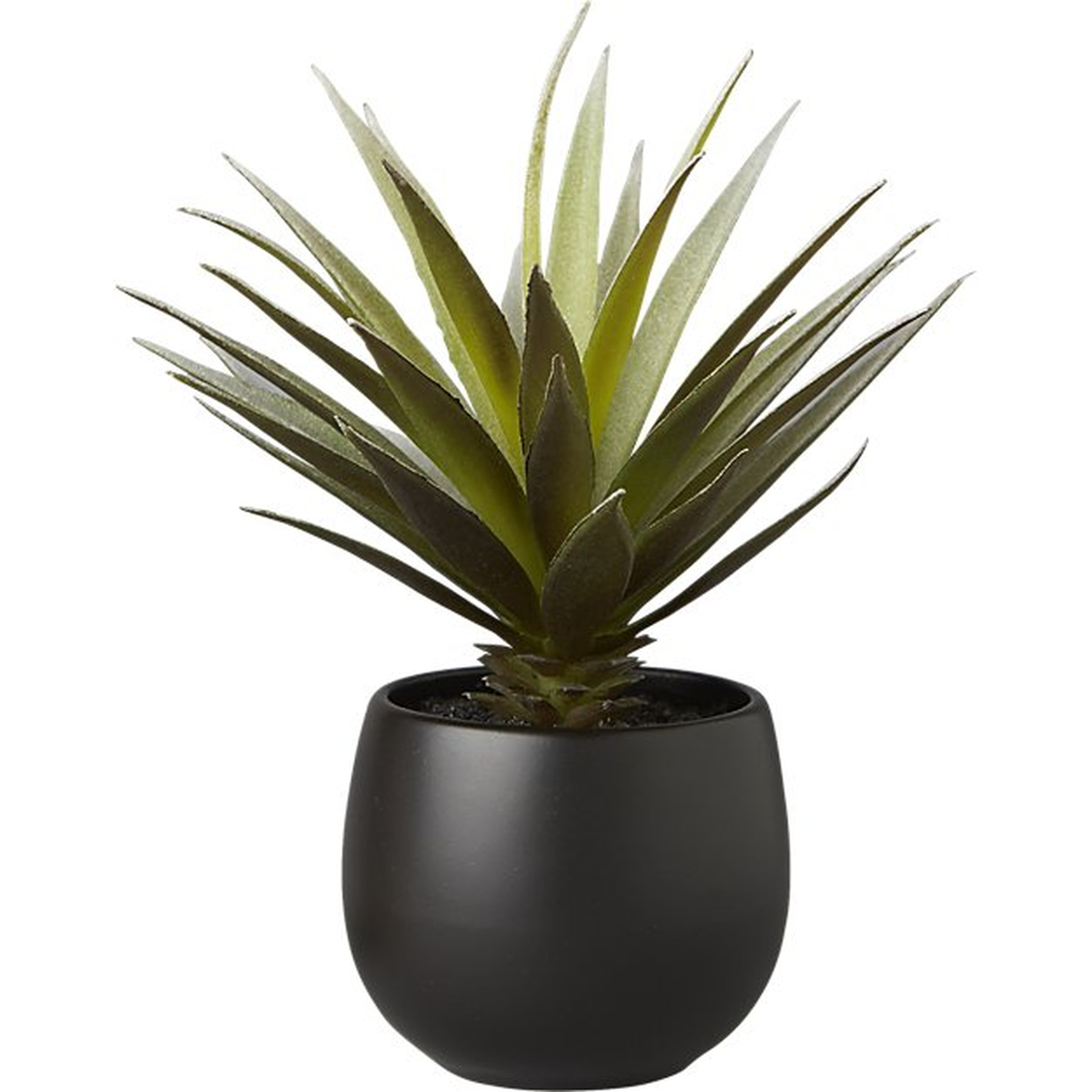 potted succulent with black pot - CB2