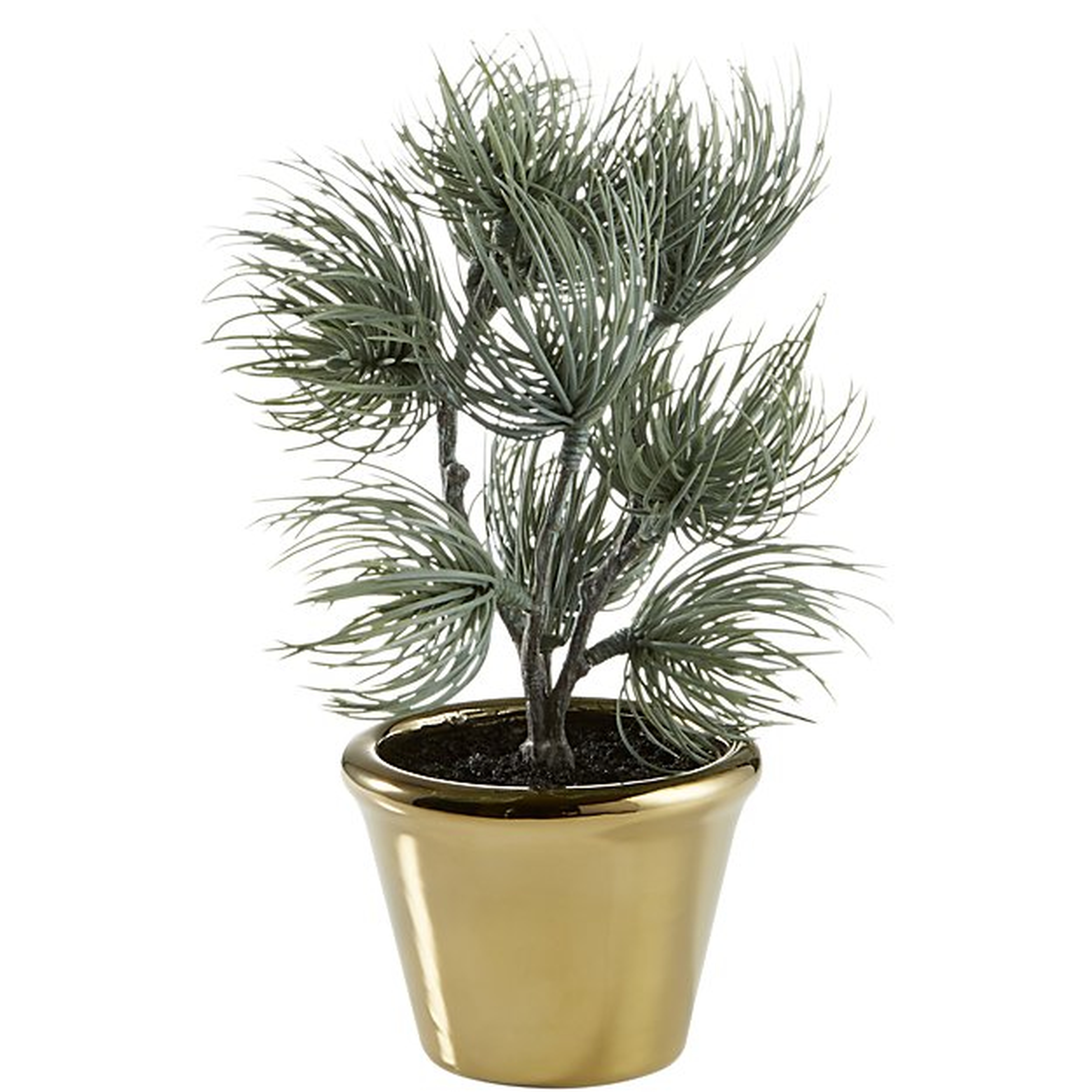 potted 8.5" ponderosa pine - CB2