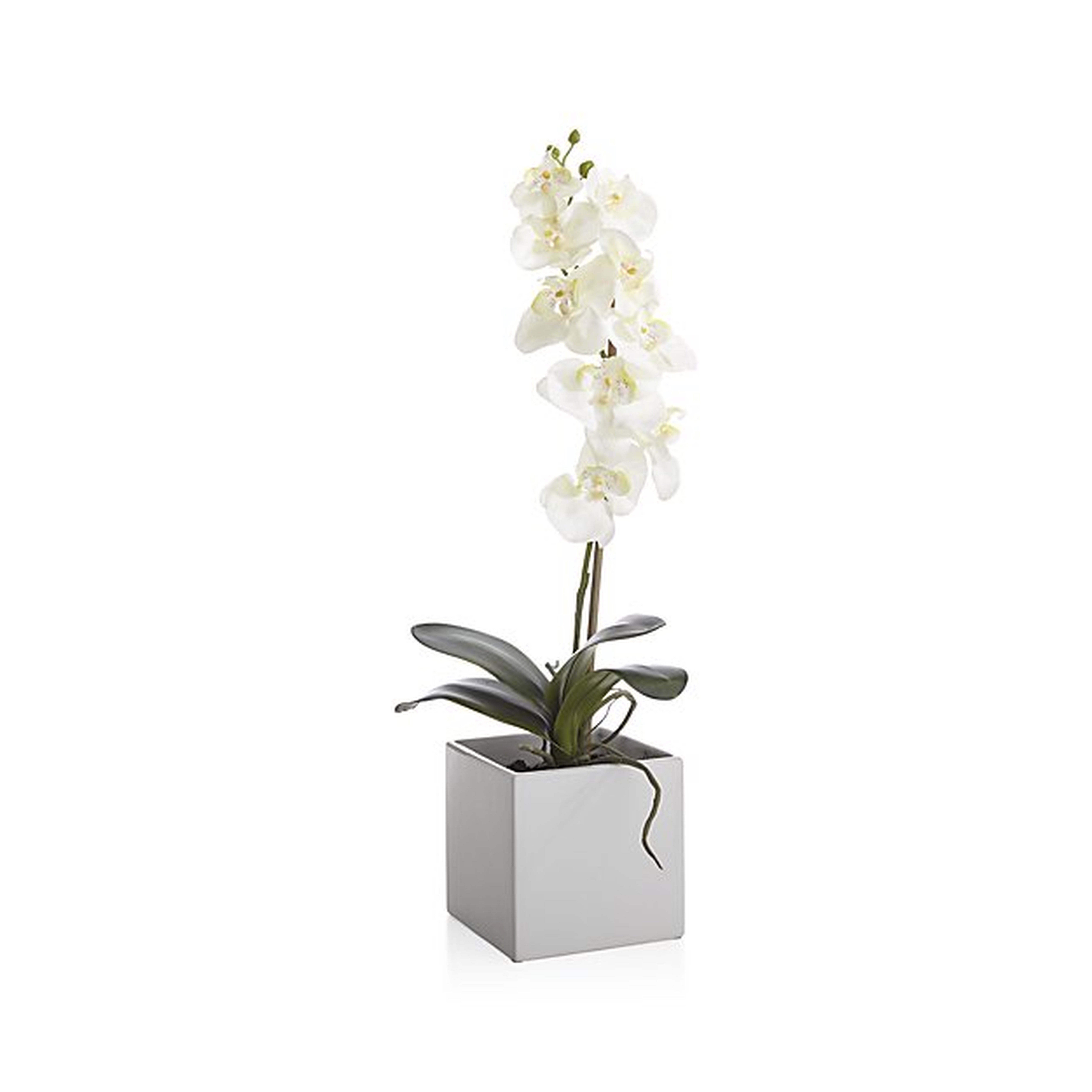 Large Potted Orchid Plant - Crate and Barrel