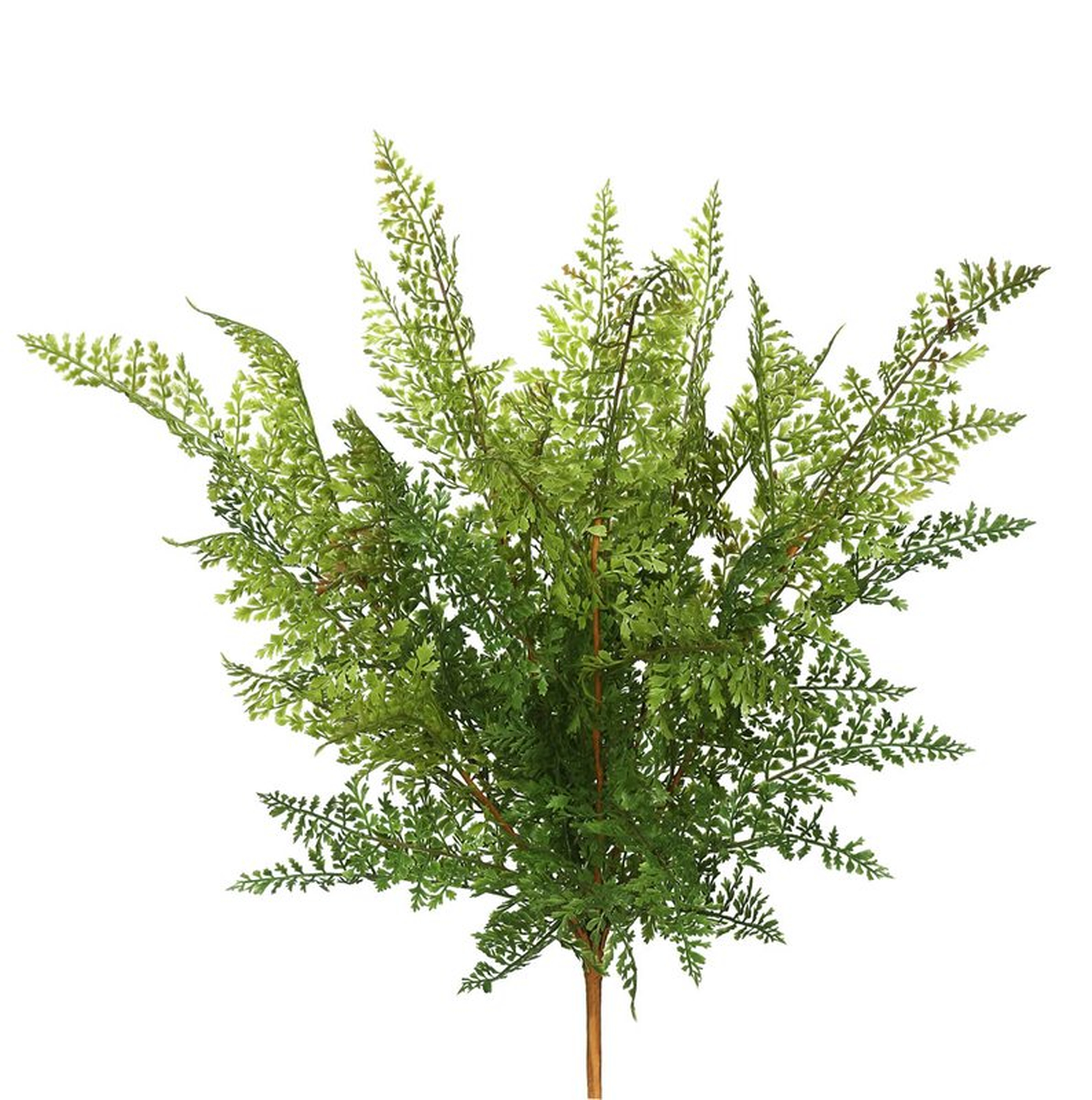 Fern Bush Foliage Plant - Wayfair