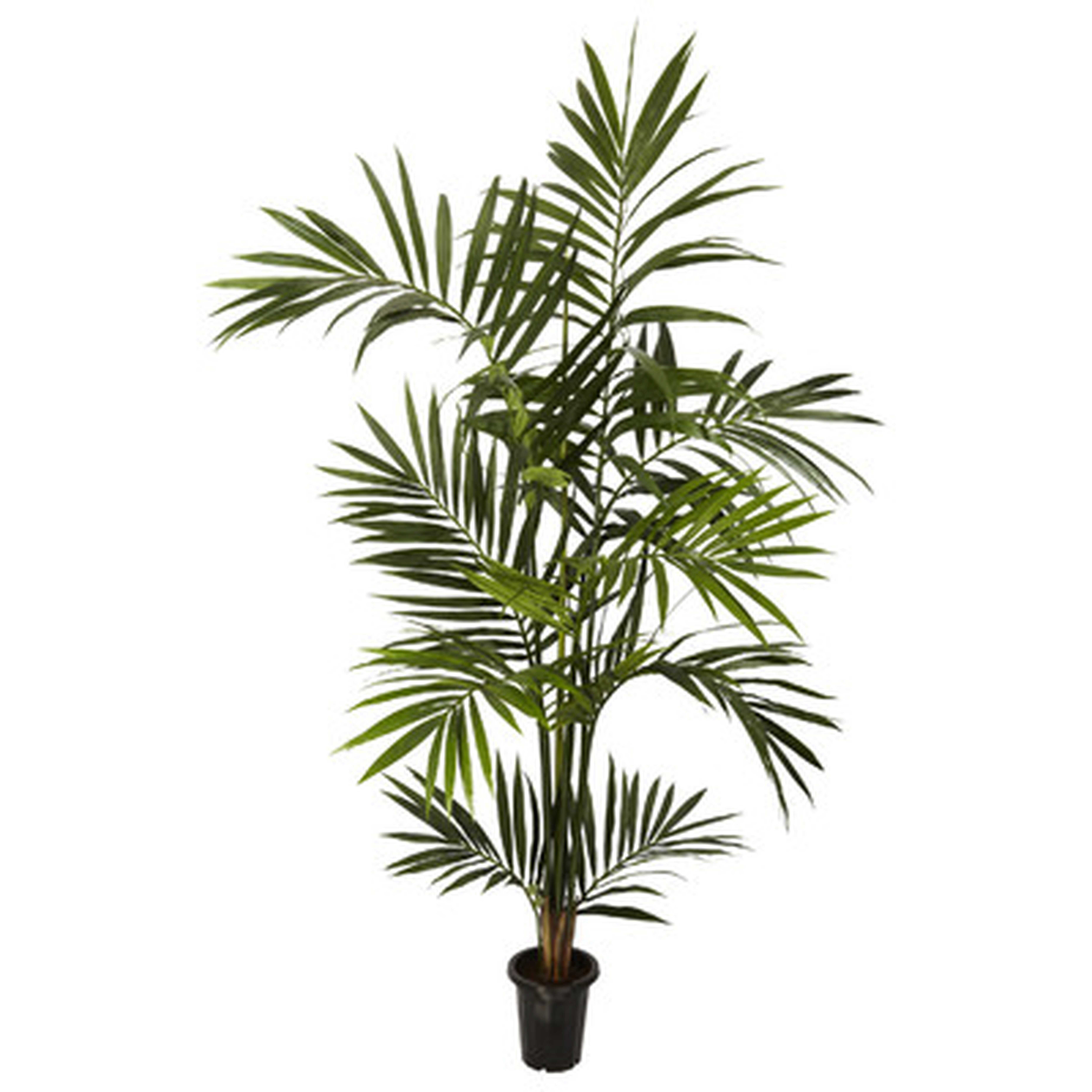 "Kentia Palm Tree in Pot" - Wayfair