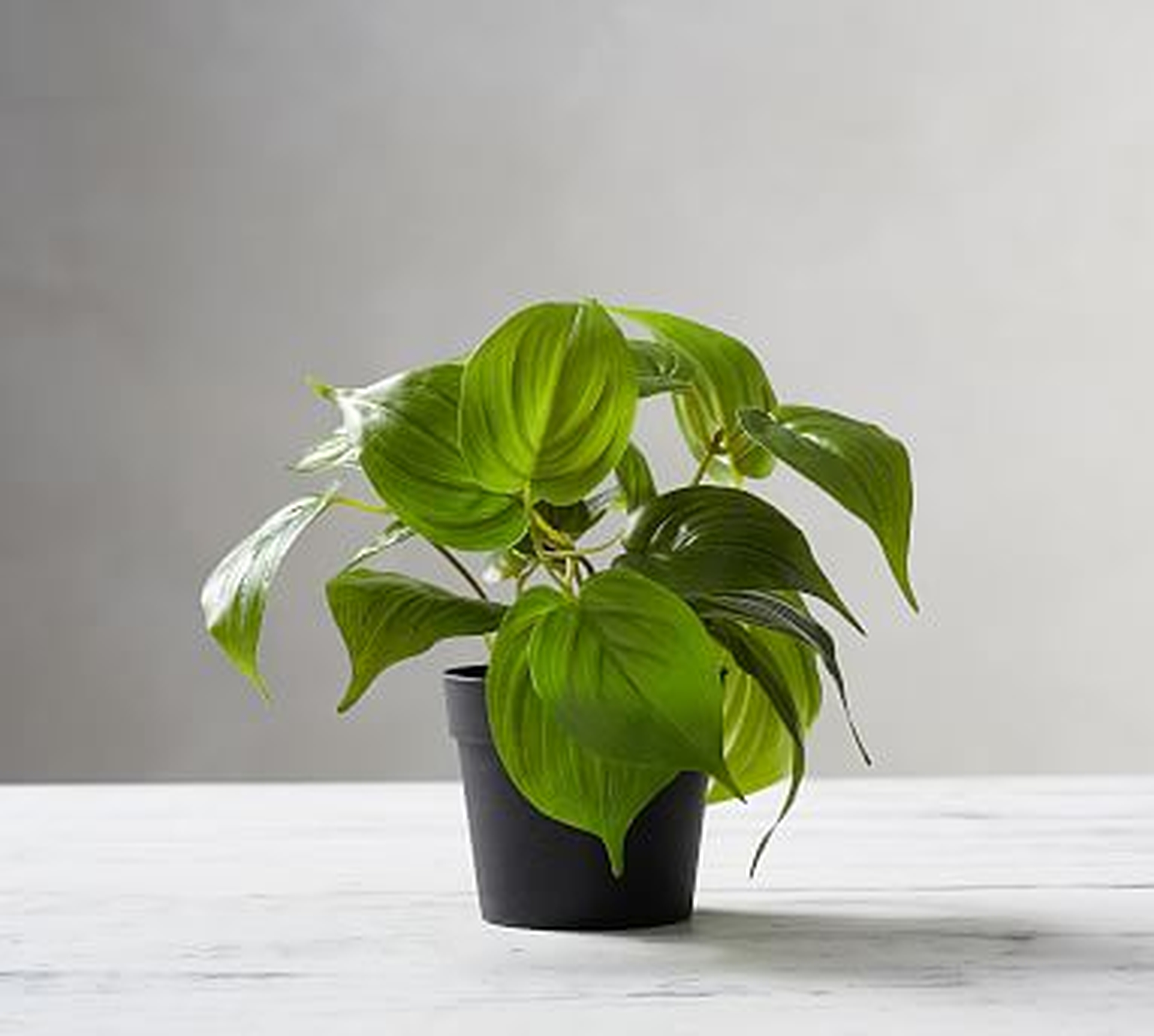Faux Potted Pothos Houseplant - Pottery Barn