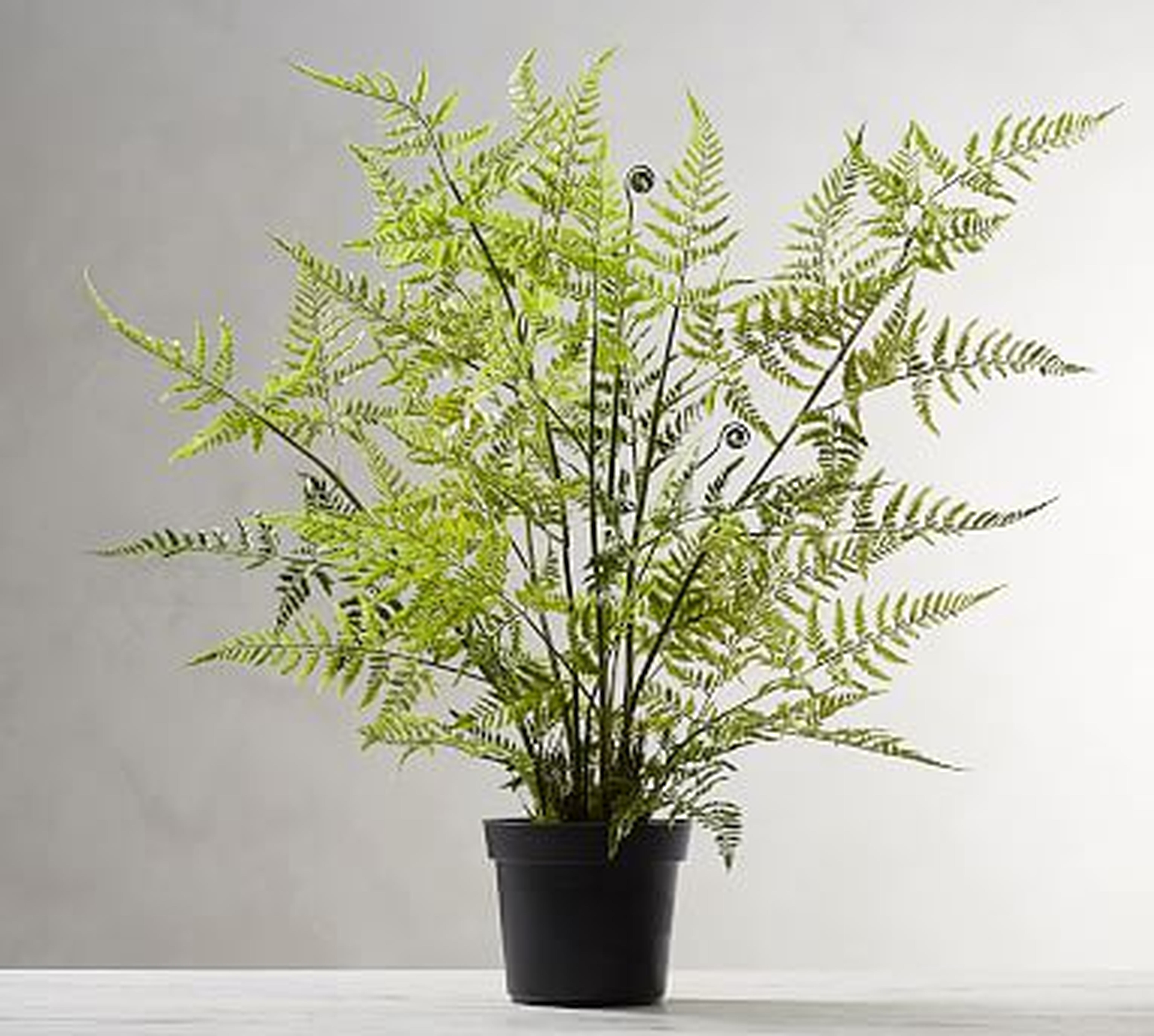 Faux Potted Tree Fern - Pottery Barn