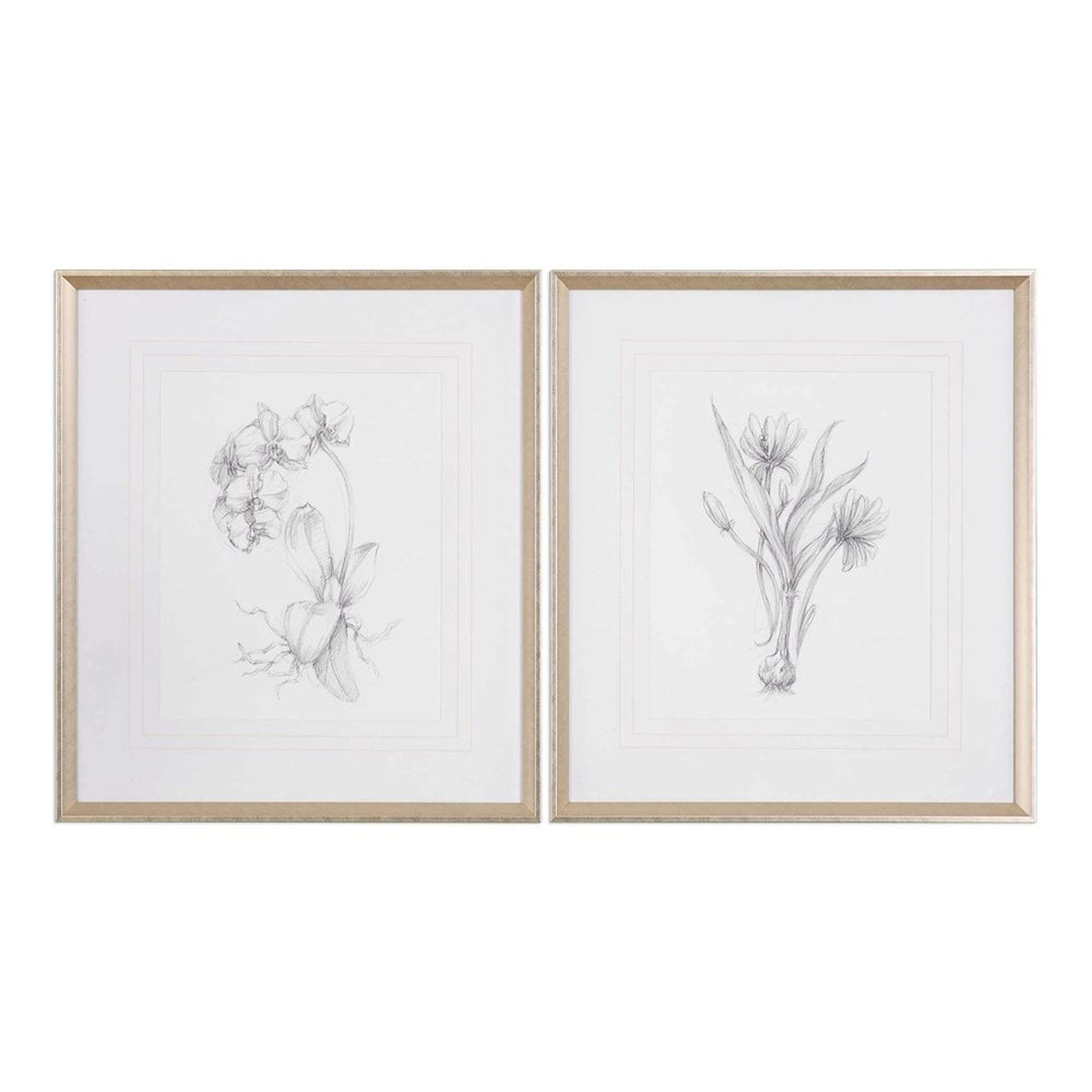 Botanical Sketches, S/2 - 28" x 32" - Silver/Taupe Frame with Mat - Uttermost