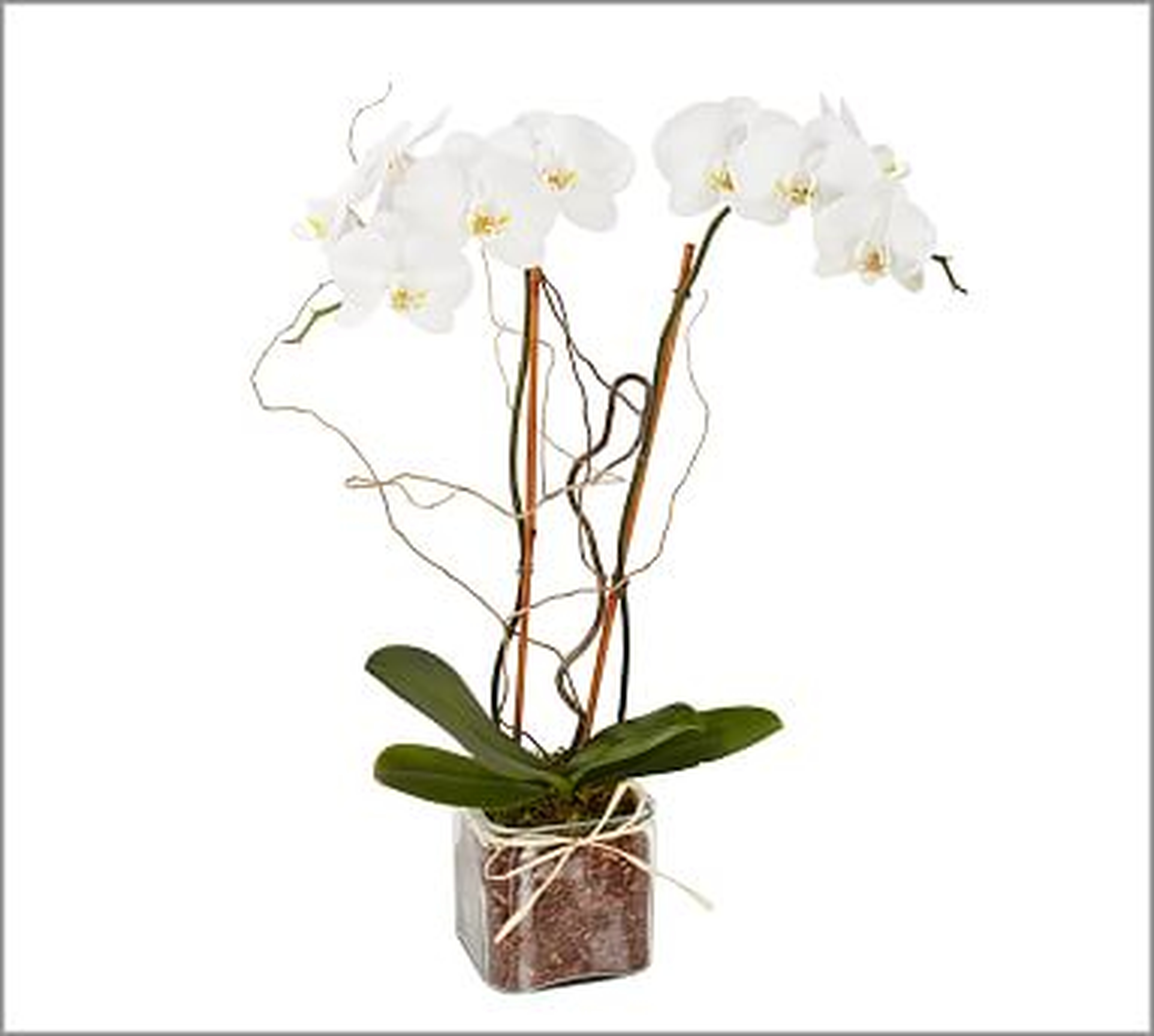 Live White with Yellow Phalaenopsis Orchid in Square Glass Vase - Pottery Barn