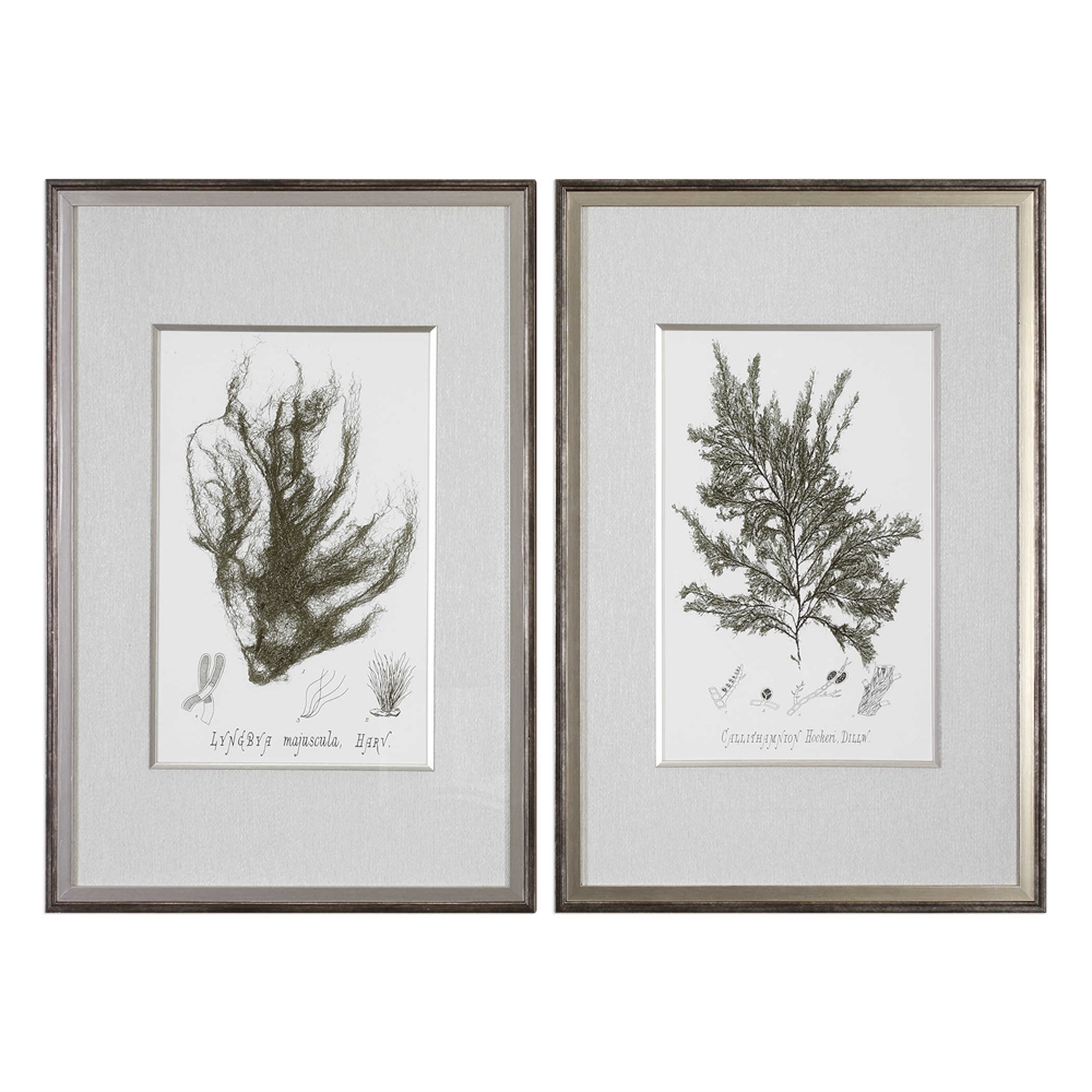 Sepia Seaweed, S/2 Framed Art - Hudsonhill Foundry