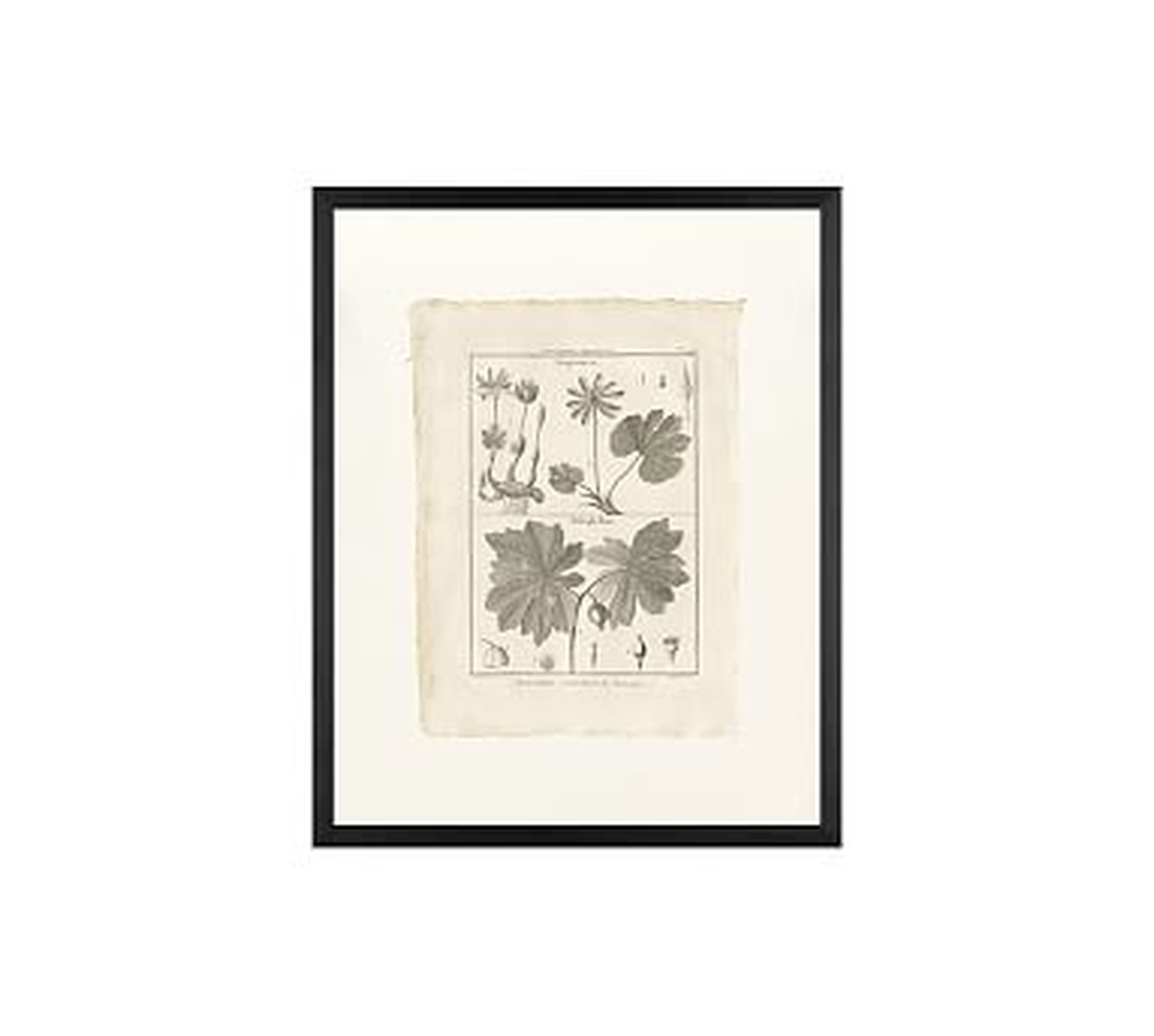 Botanical Plate 449, 16 x 20", Wood Gallery, Black, No Mat - Pottery Barn