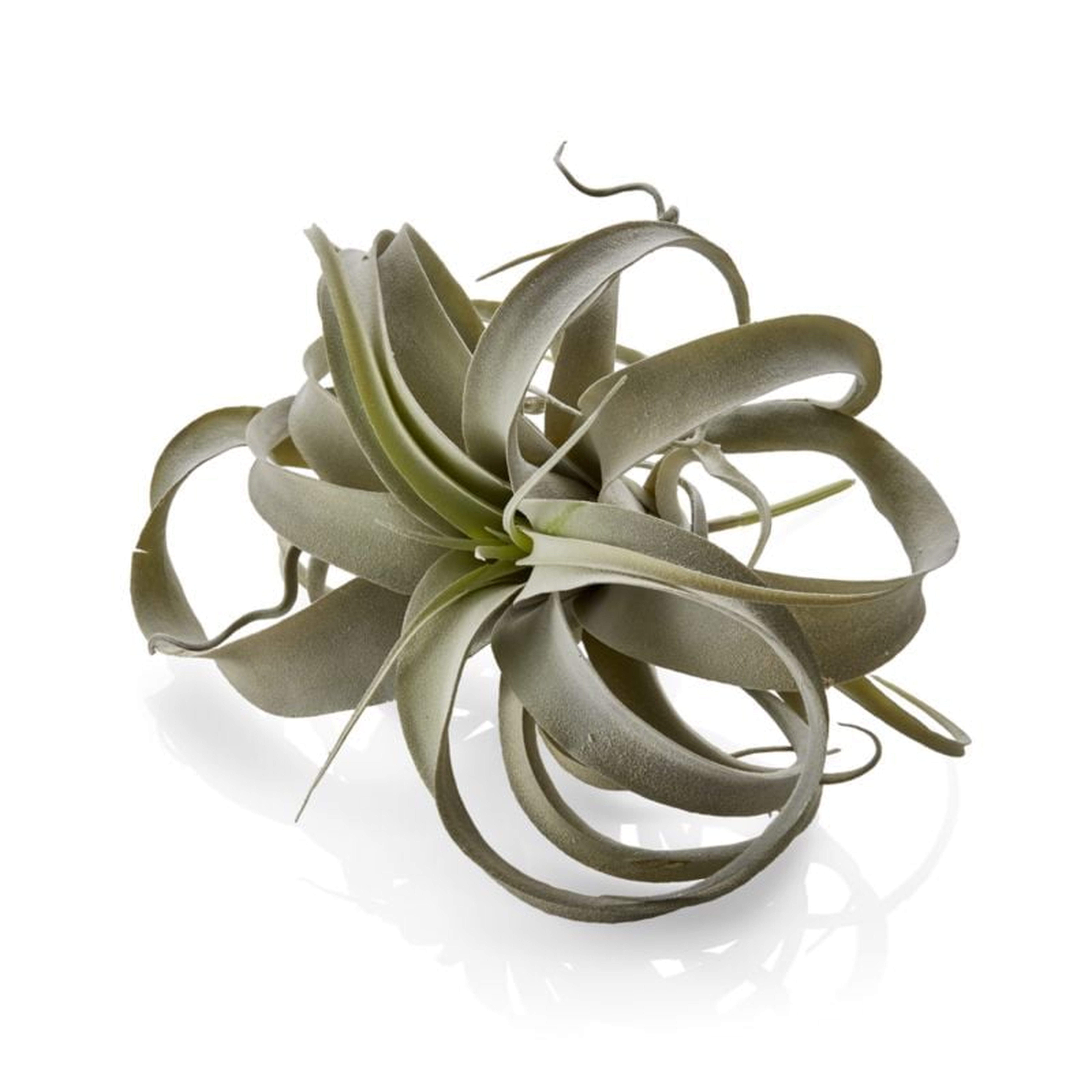 Faux Air Plant - Crate and Barrel
