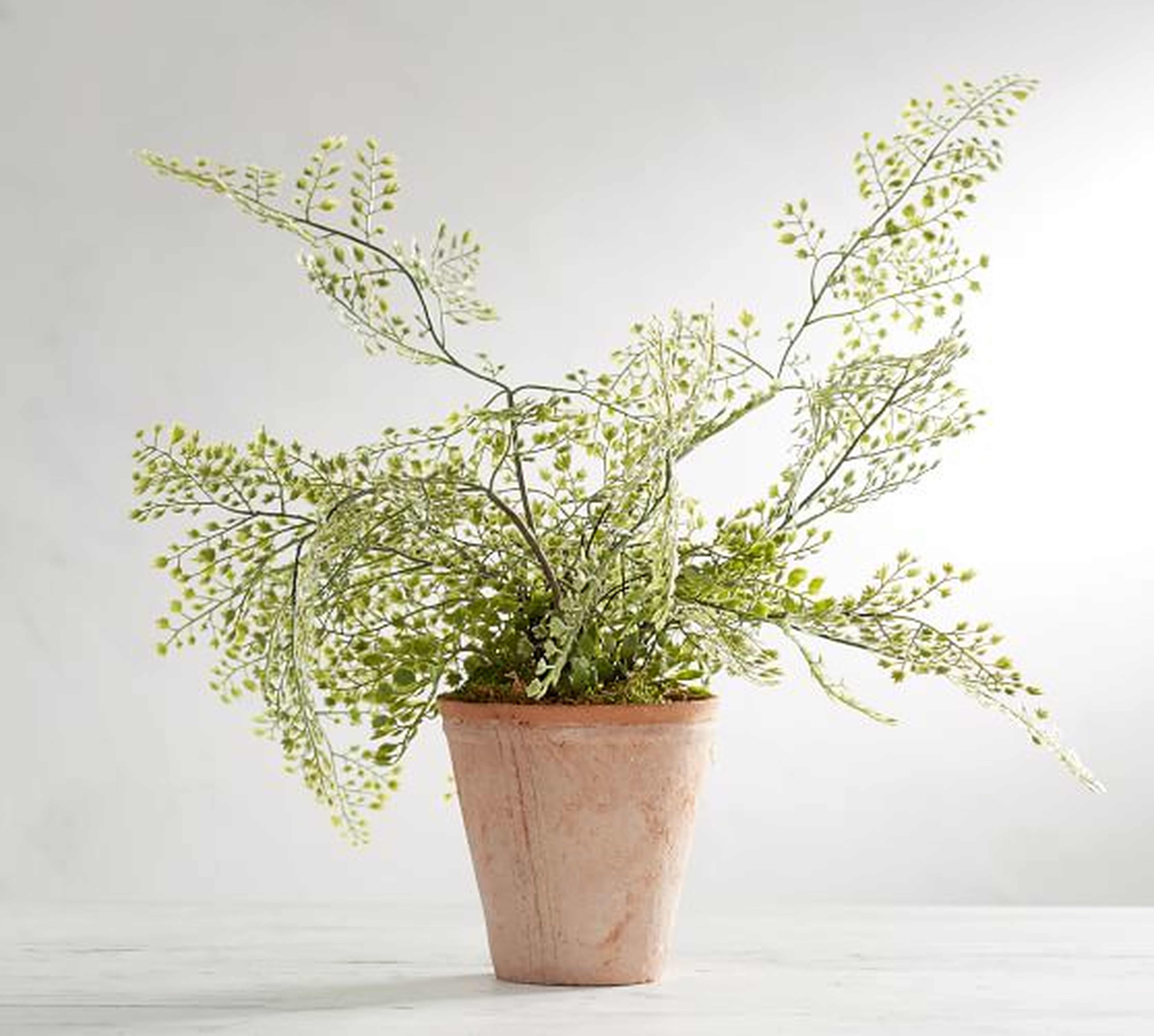 Faux Potted Maiden Hair Fern - Pottery Barn